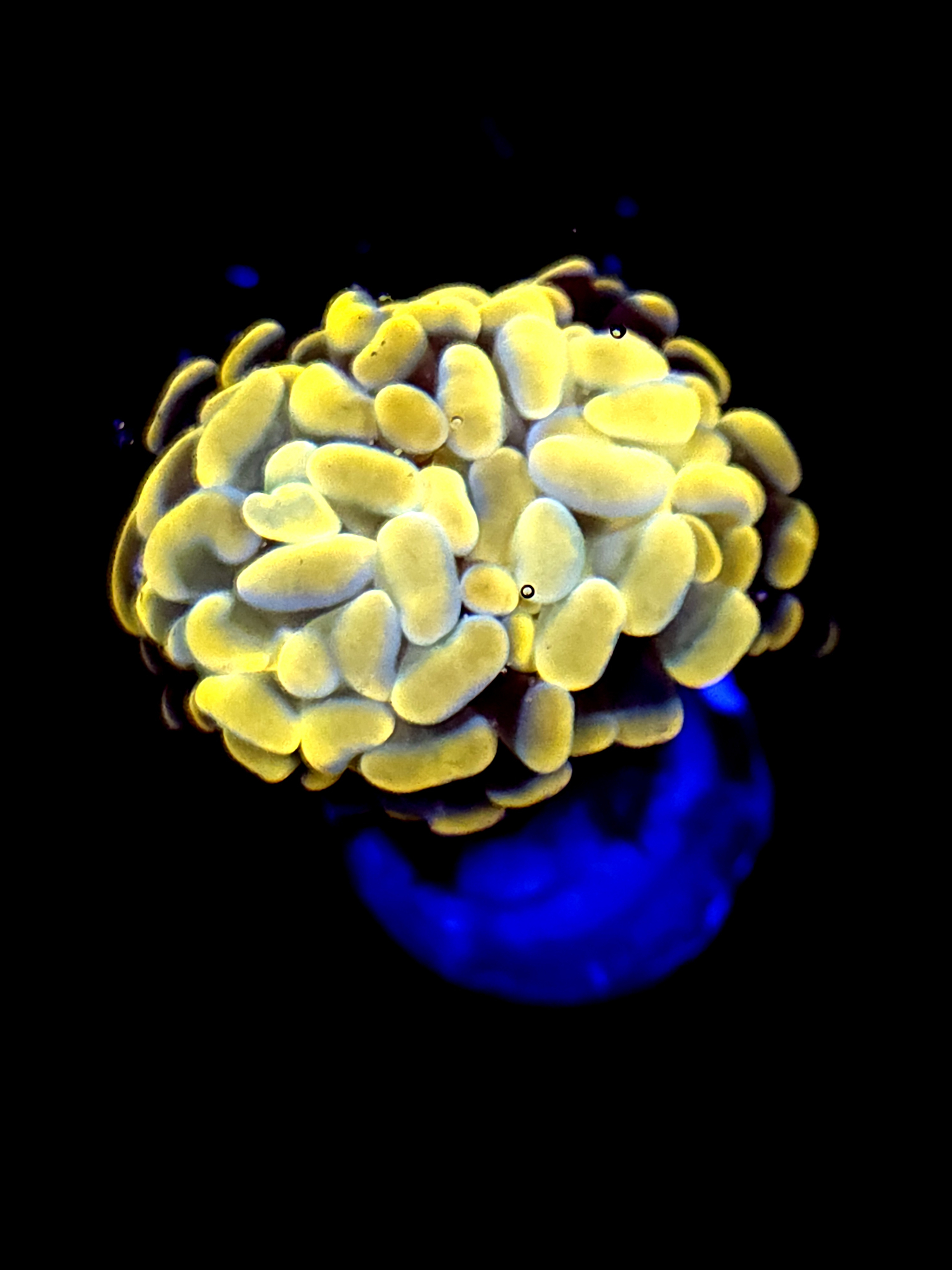 SBB Orange Indo Hammer