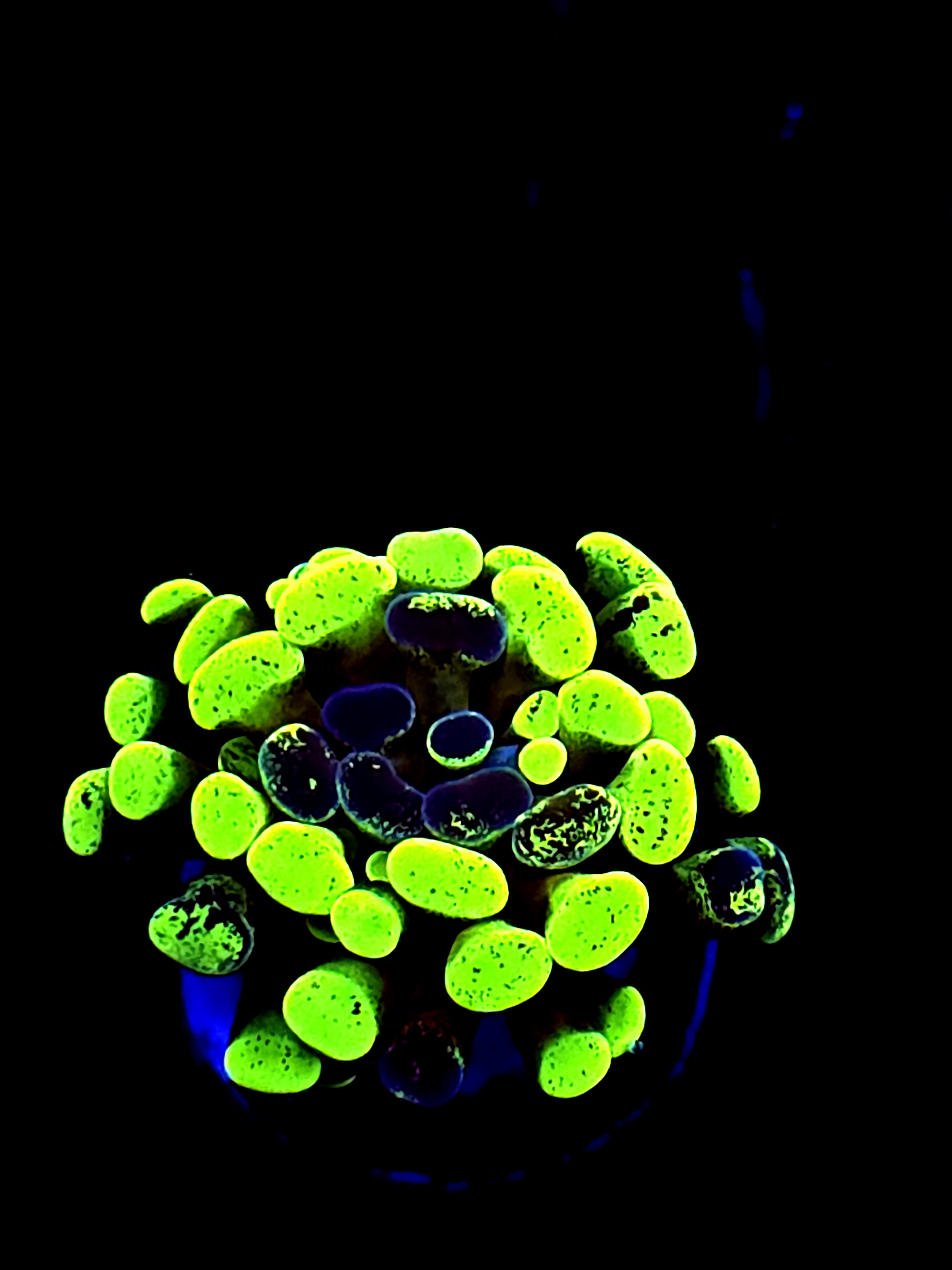 SBB " Green Marble" Hammer