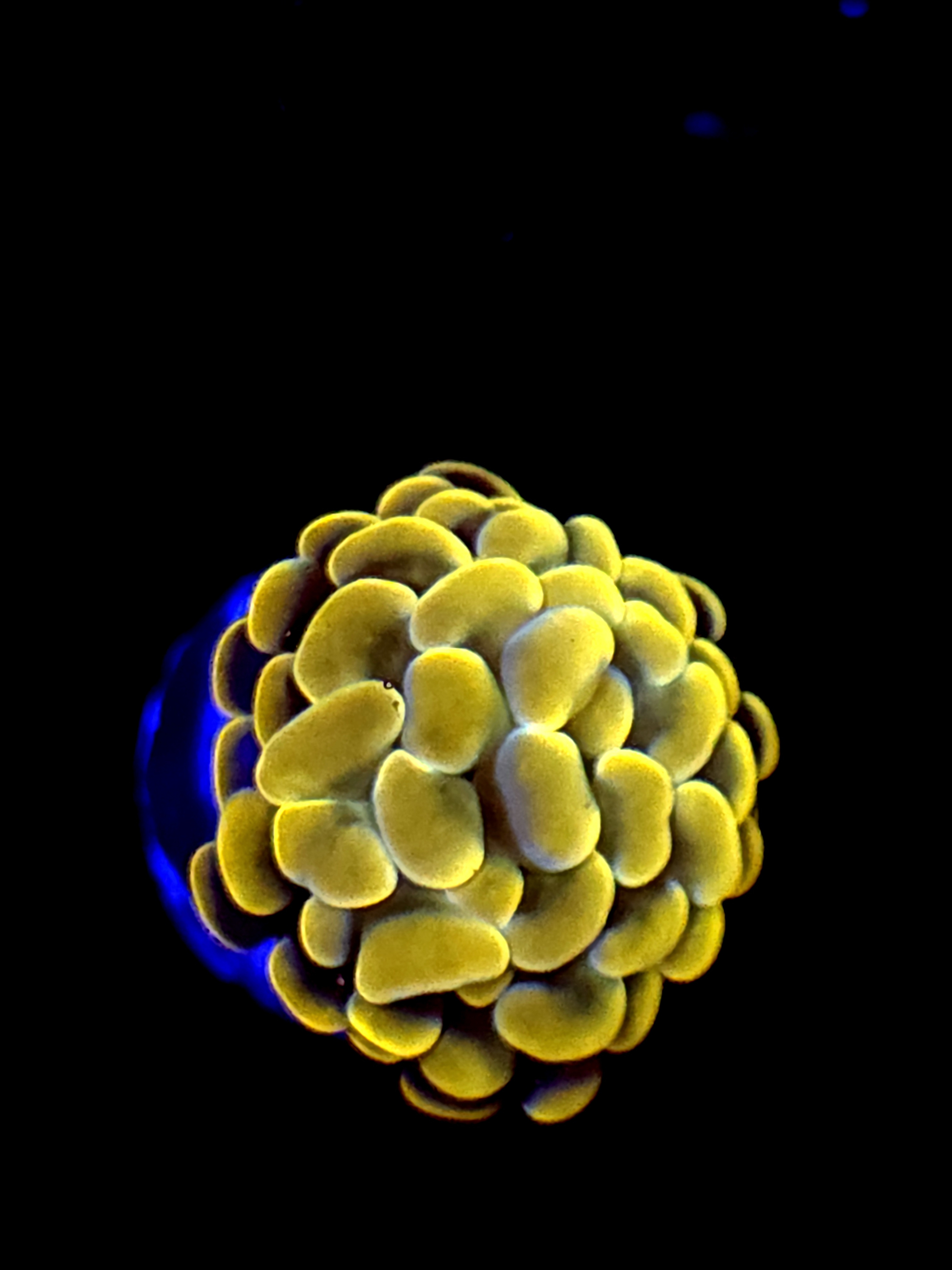 SBB Rustic Yellow Hammer