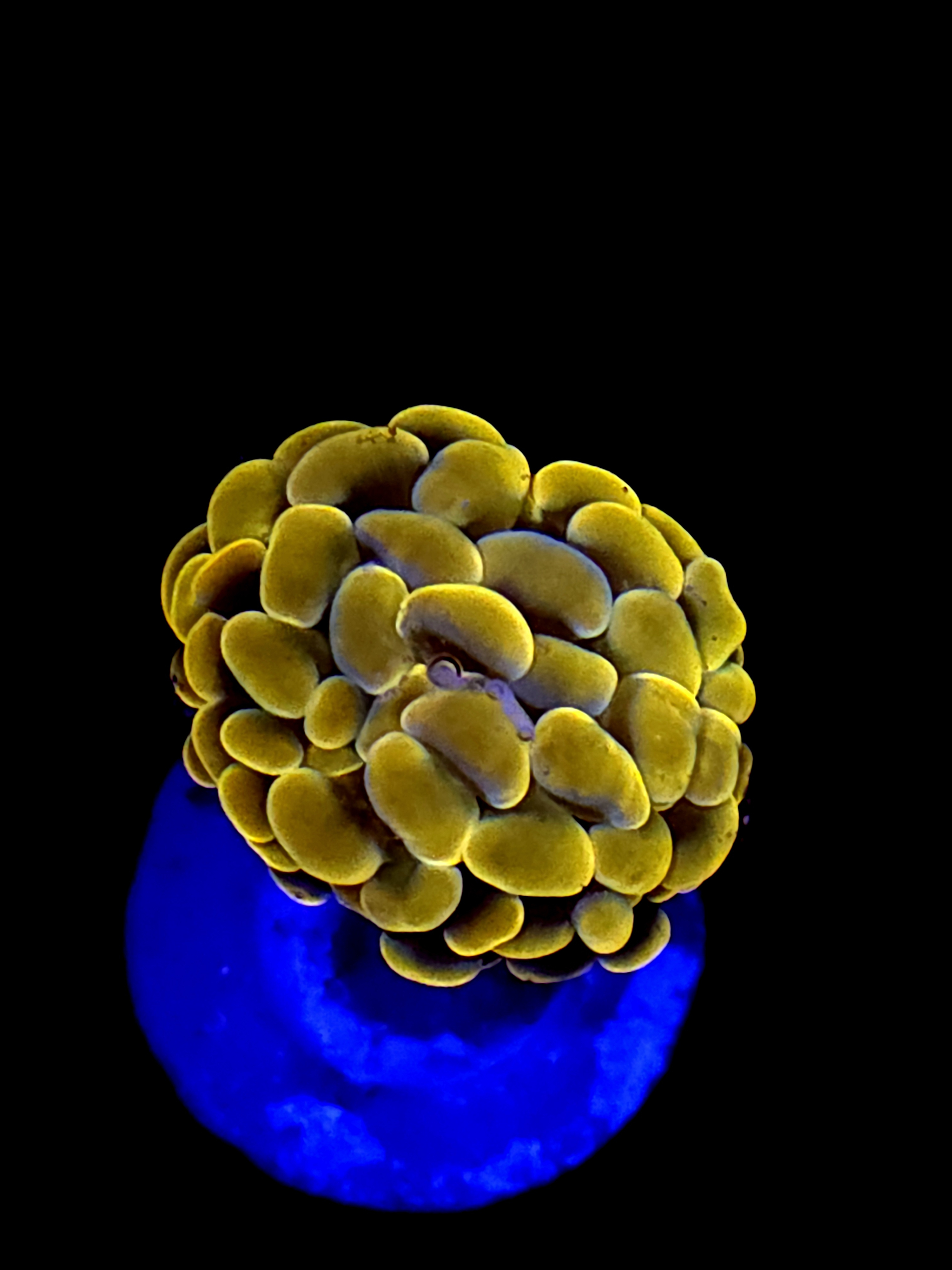 SBB Orange Indo Hammer