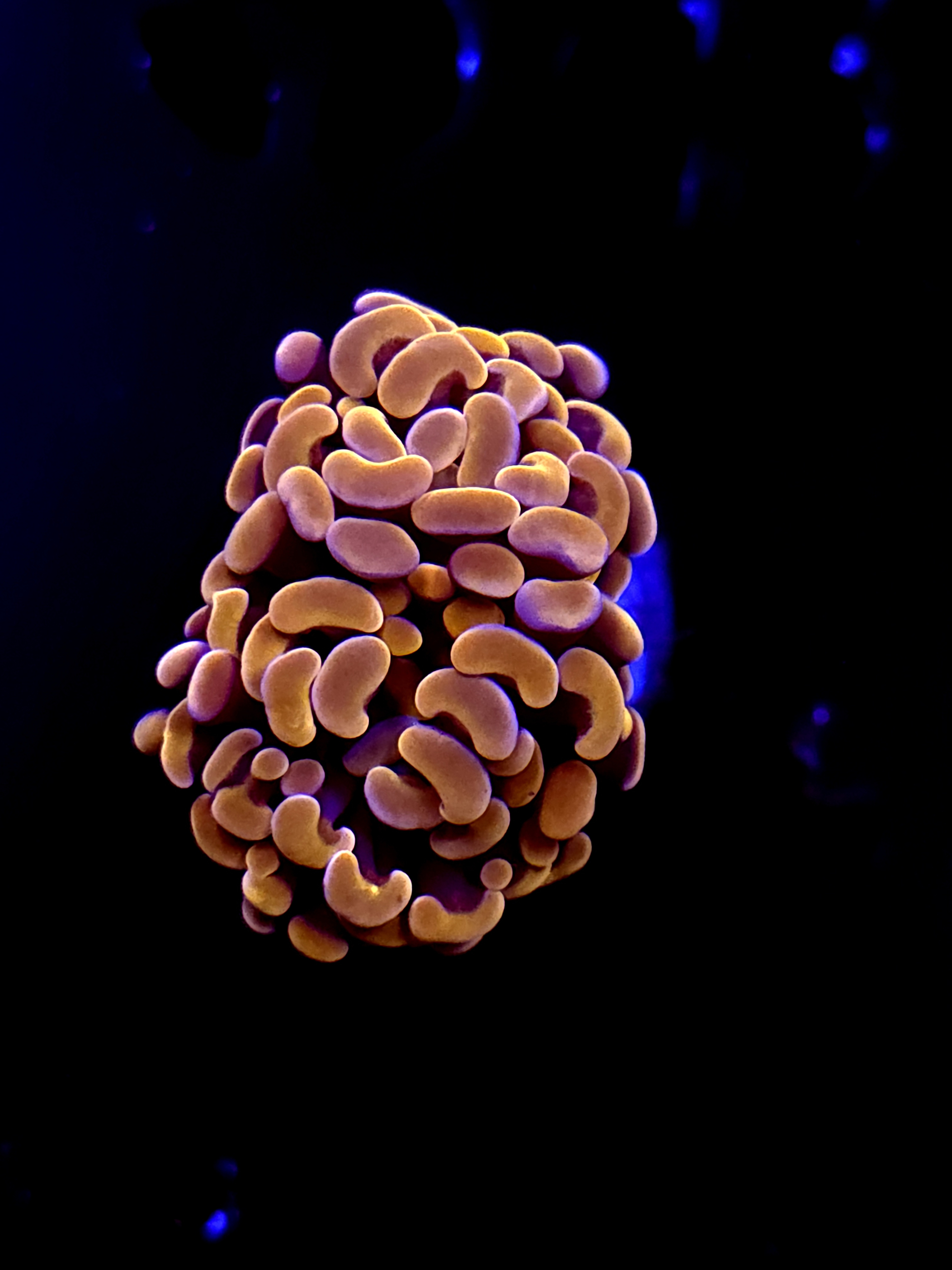 SBB Orange Indo Hammer