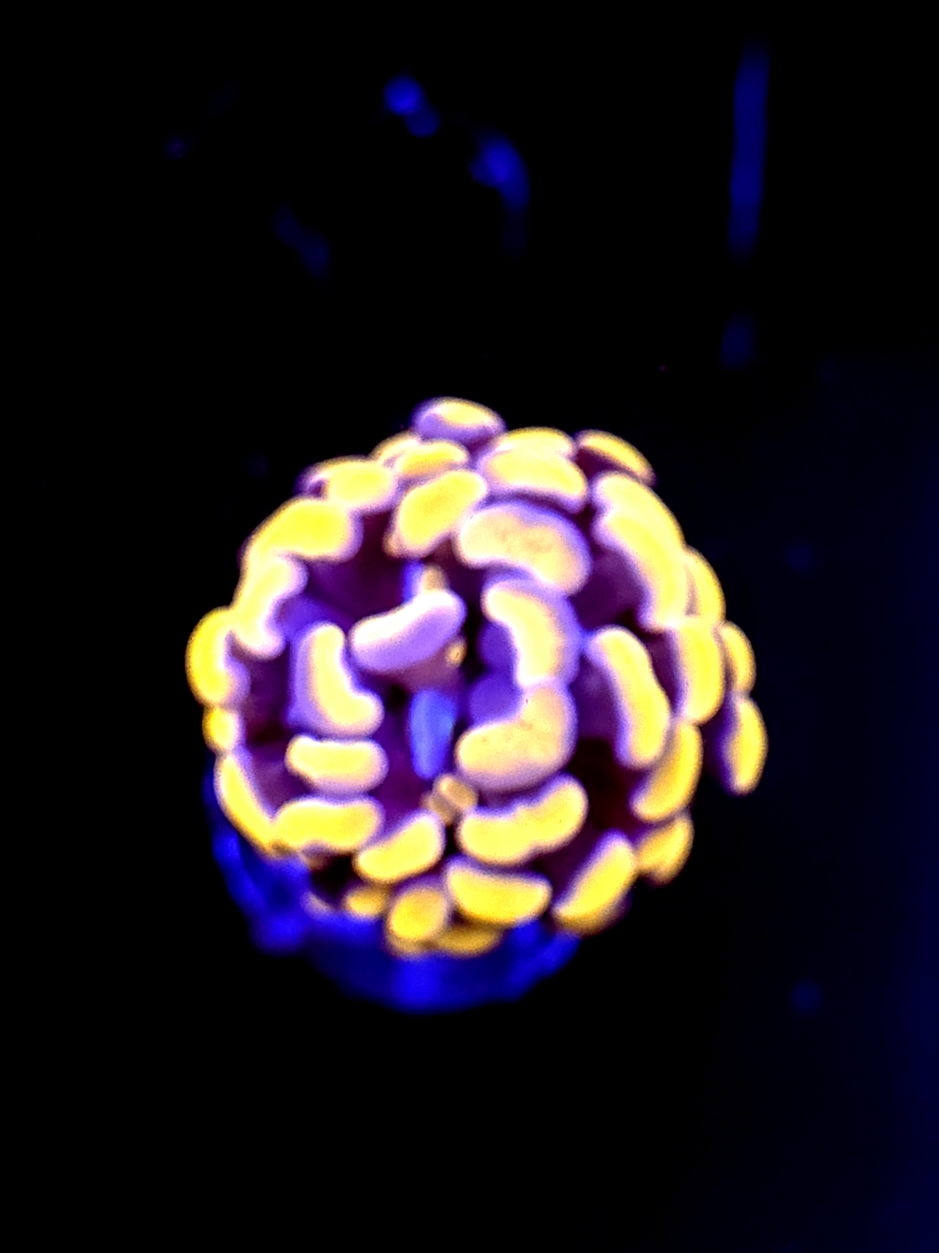 SBB Orange Indo Hammer