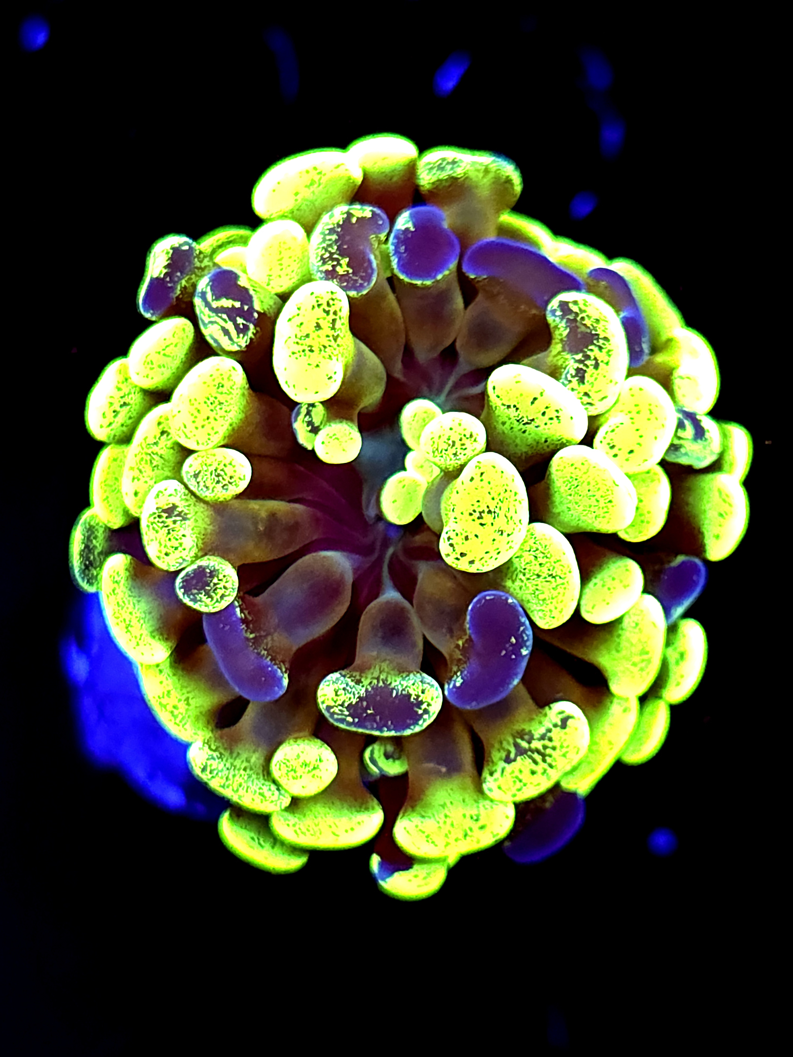 SBB 50/50 Blue green Hammer