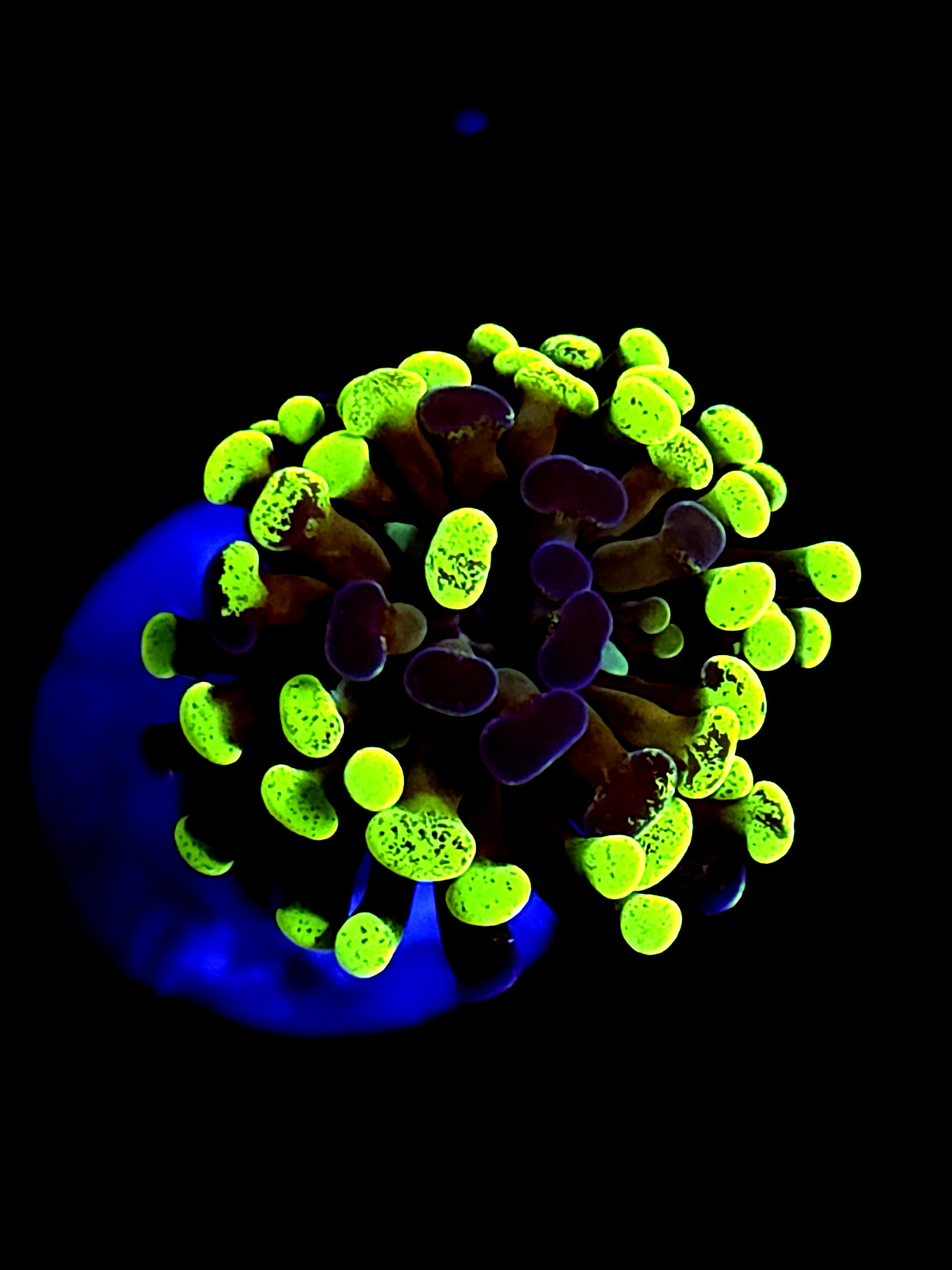 SBB " Green Marble" Hammer