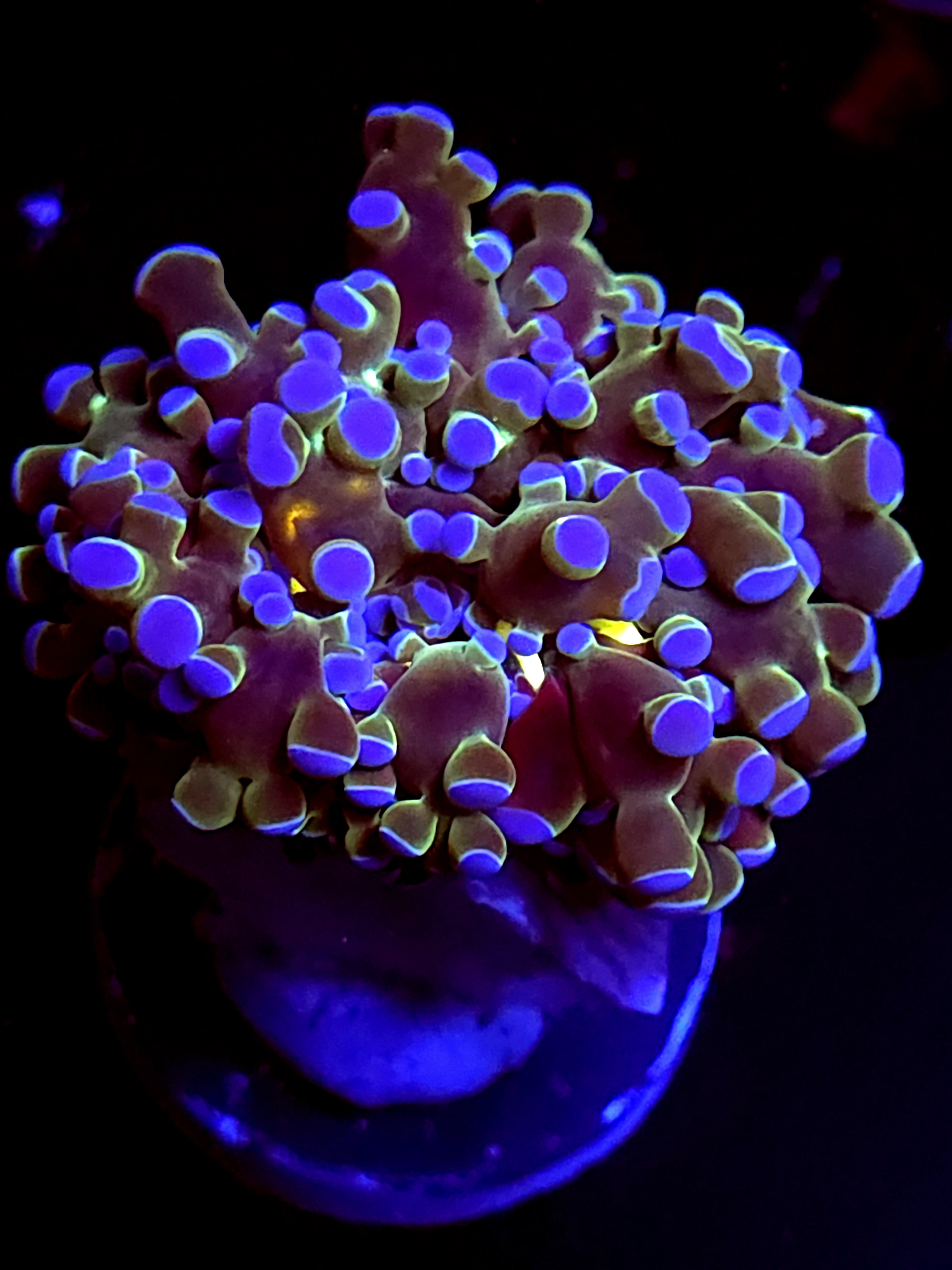 SBB Blues Clues Frogspawn