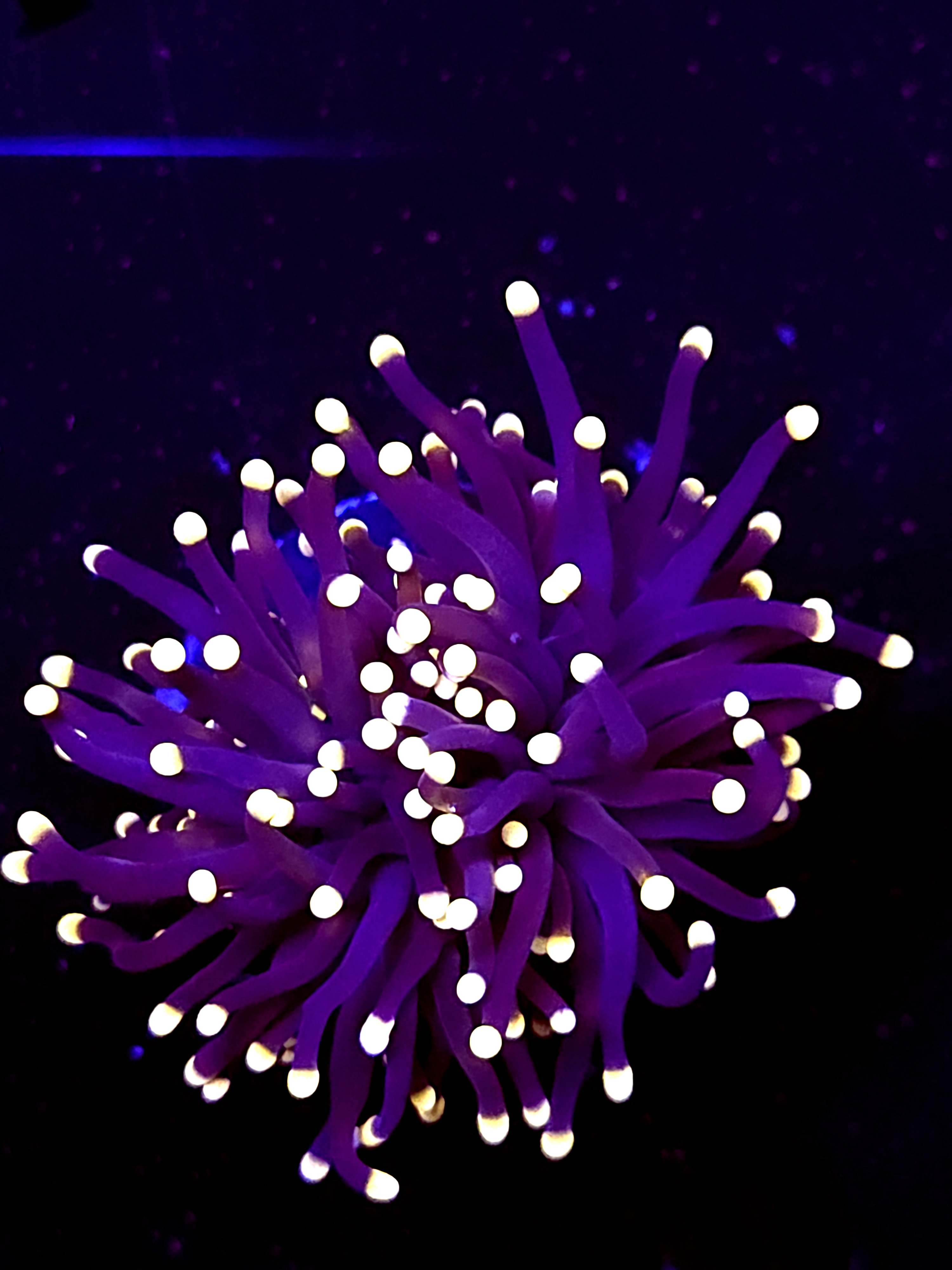 SBB " Black Panther" Torch