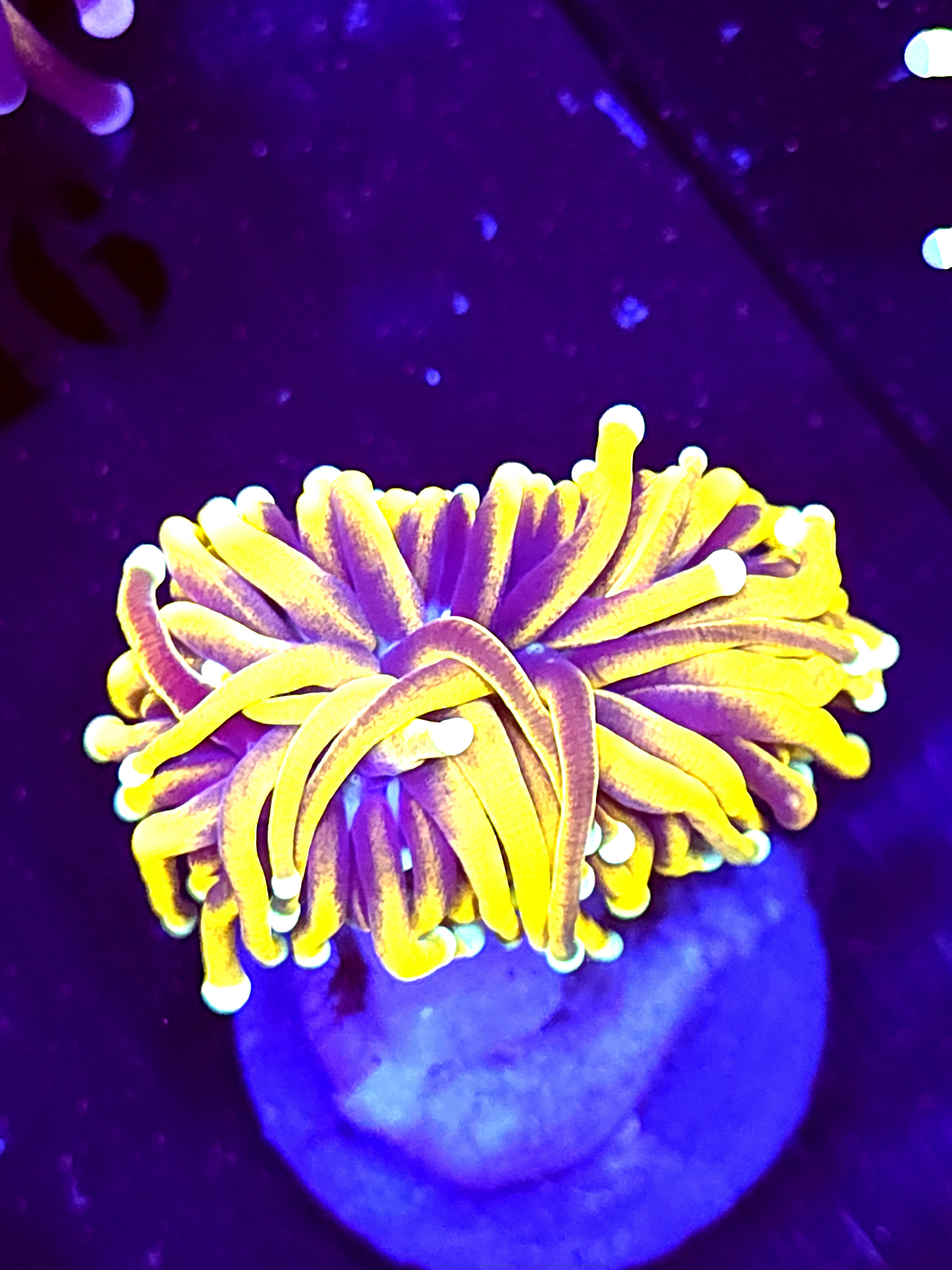 SBB " New York" Nicks Torch