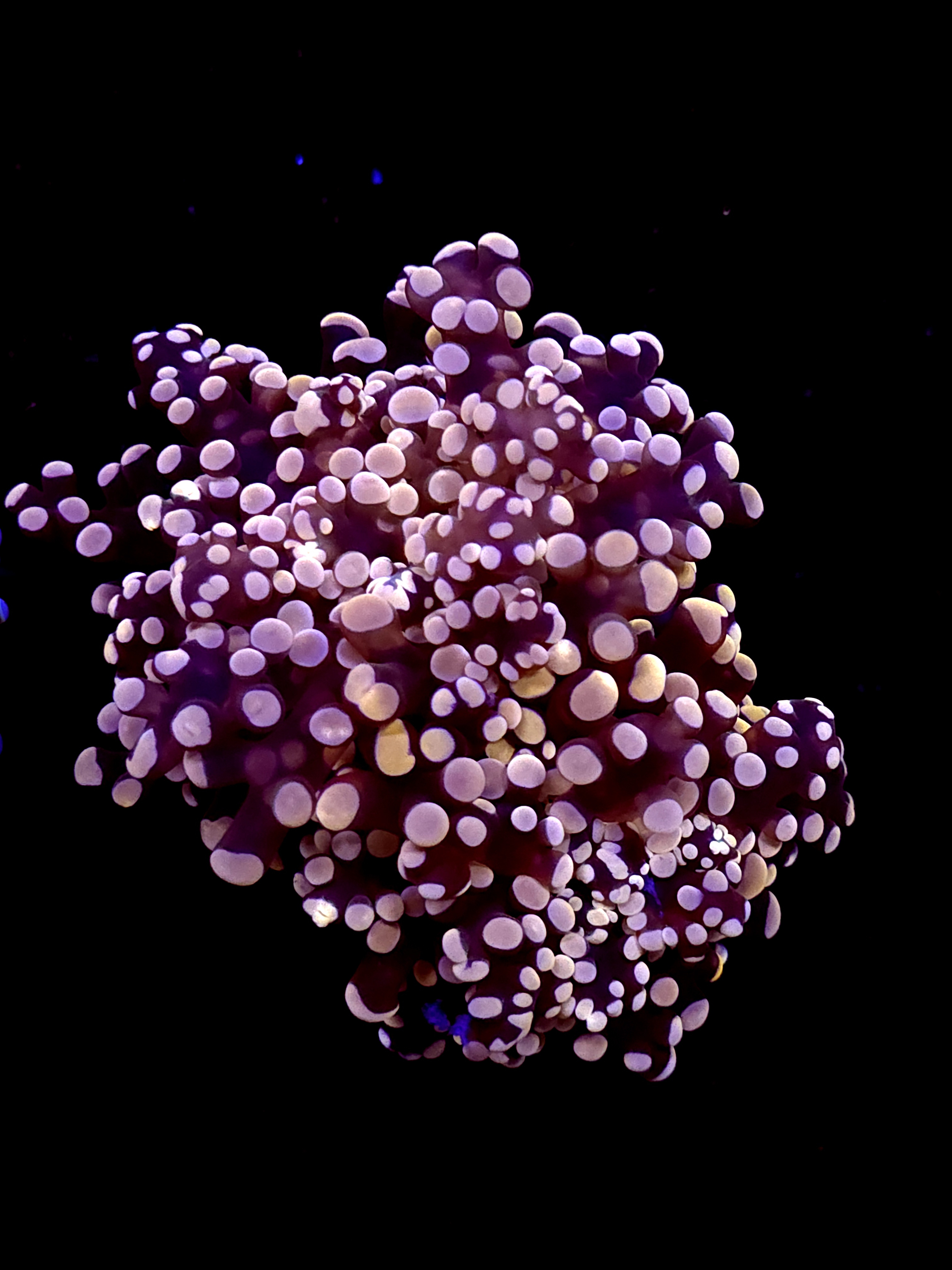 SBB Lavendor Breeze Frogspawn