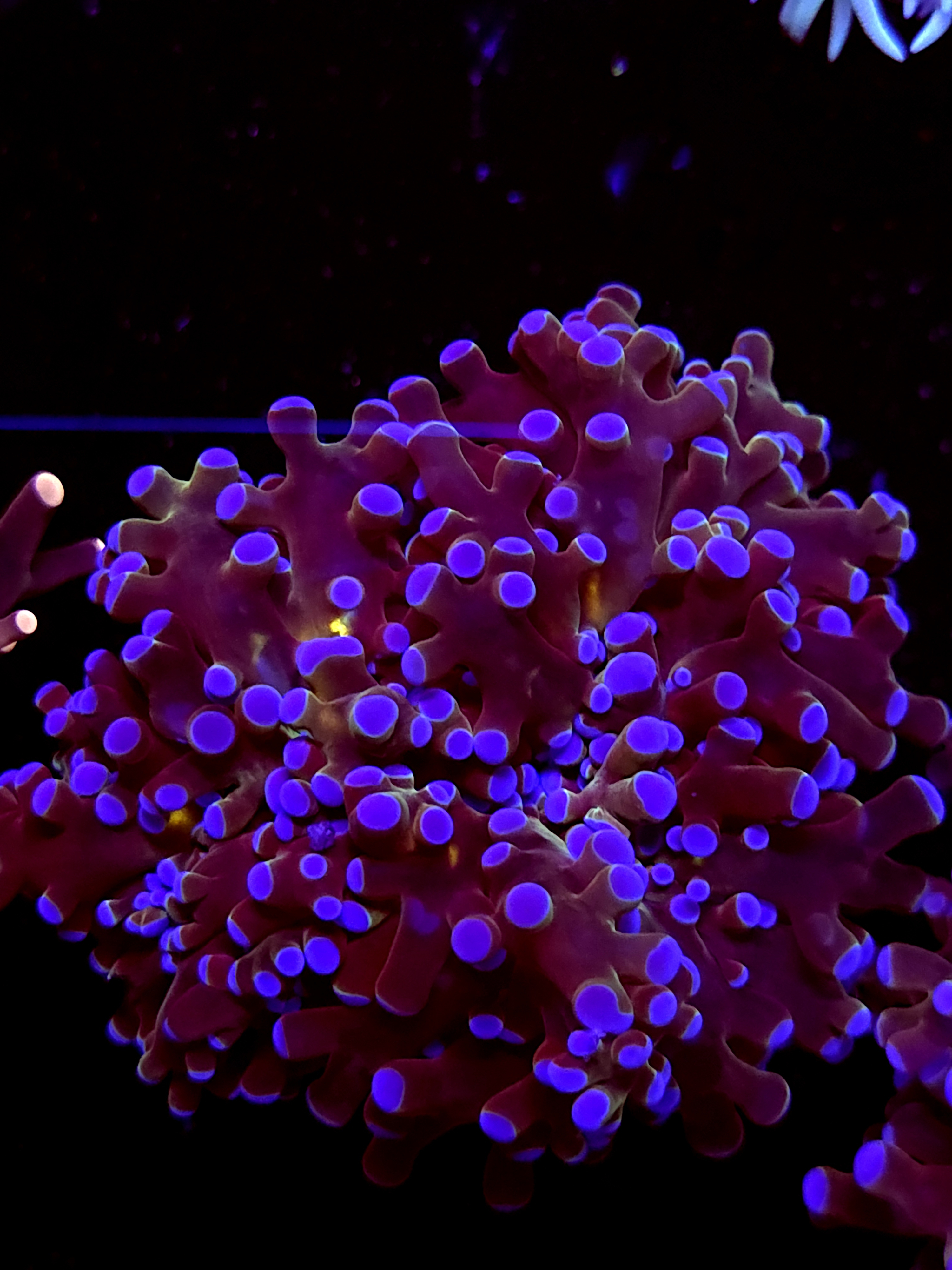 SBB Blues Clues Frogspawn