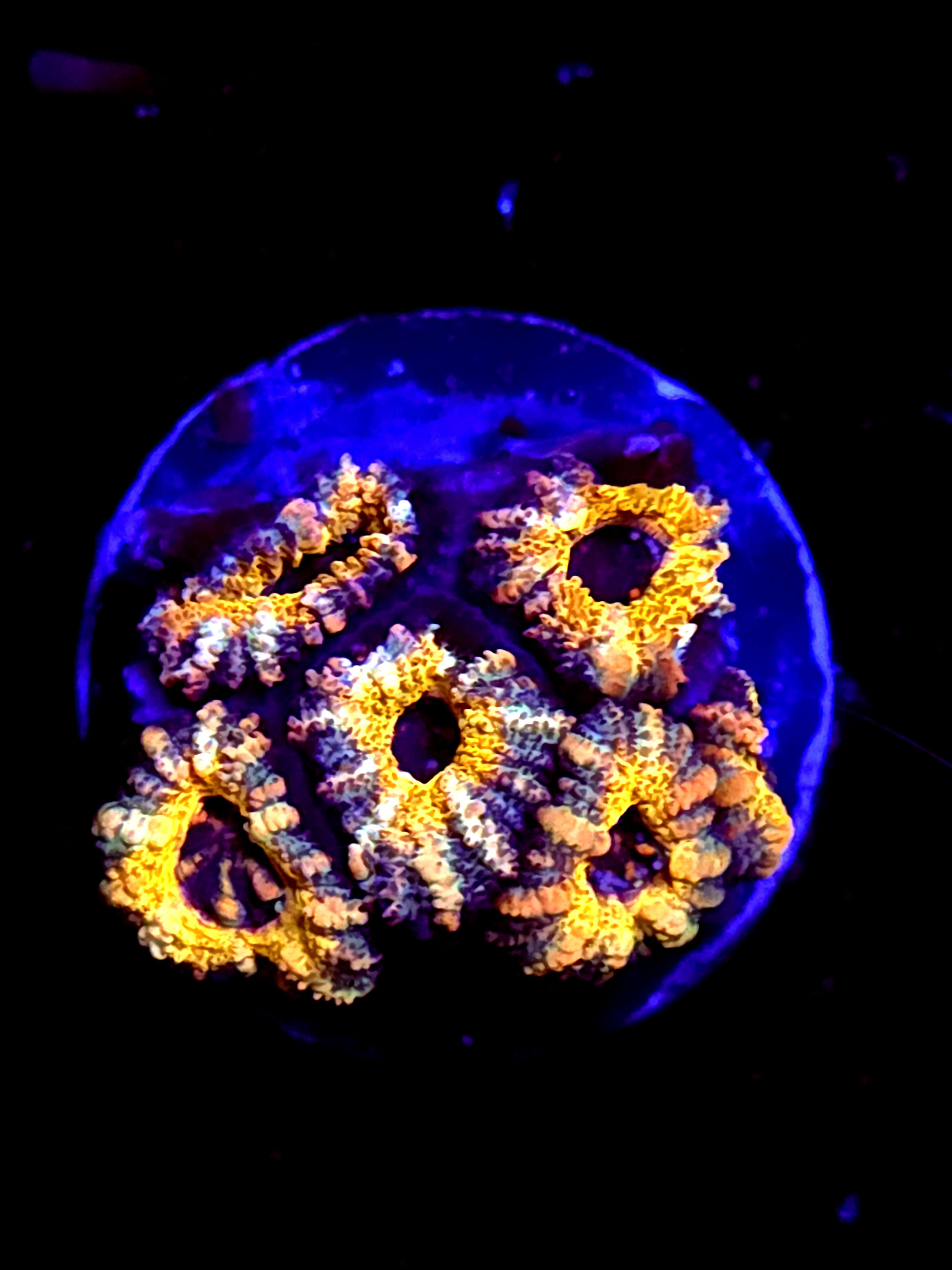 SBB Mystery Signature Acan