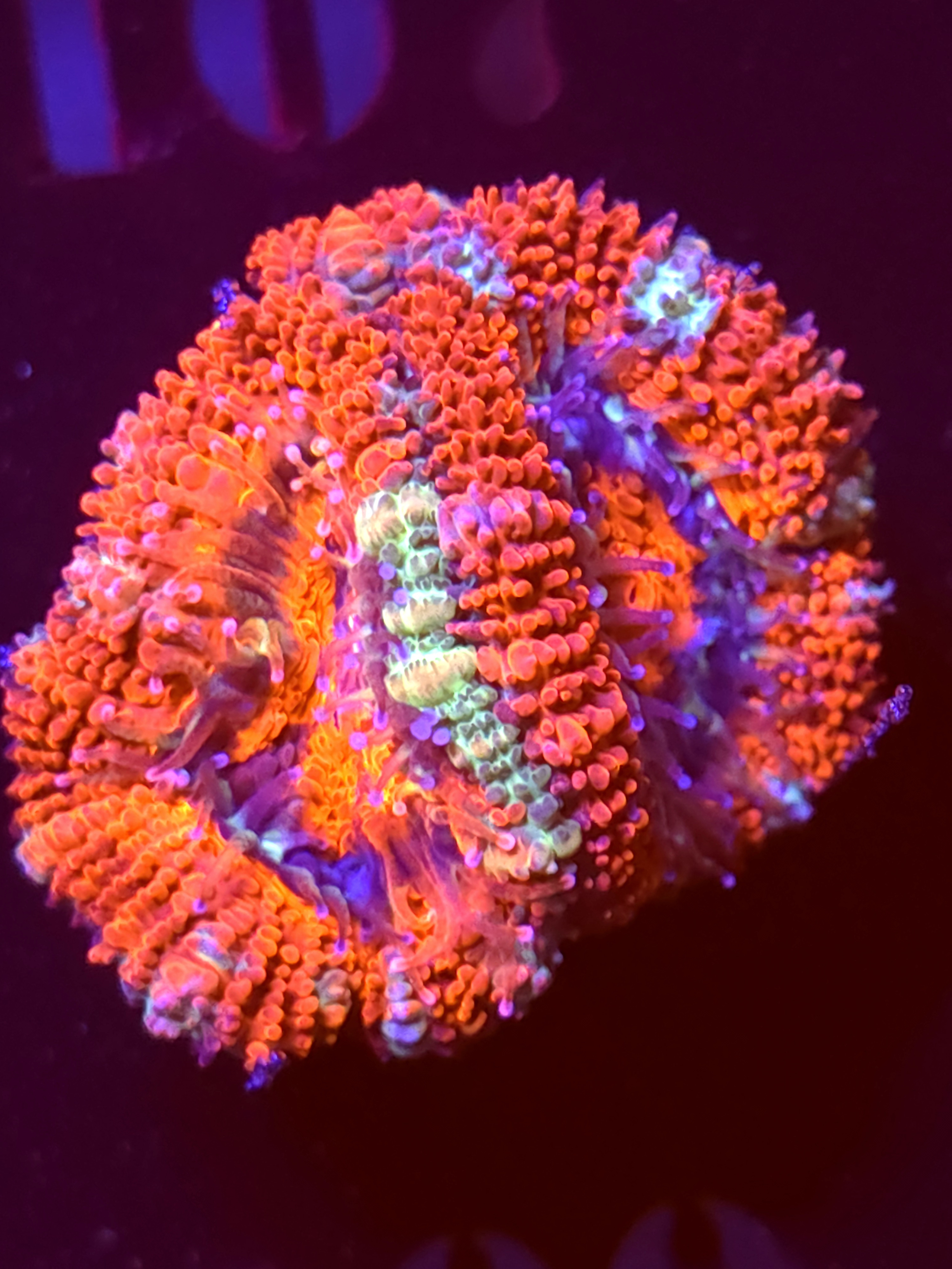 SBB "Mystery Signature" Acan 2 Heads