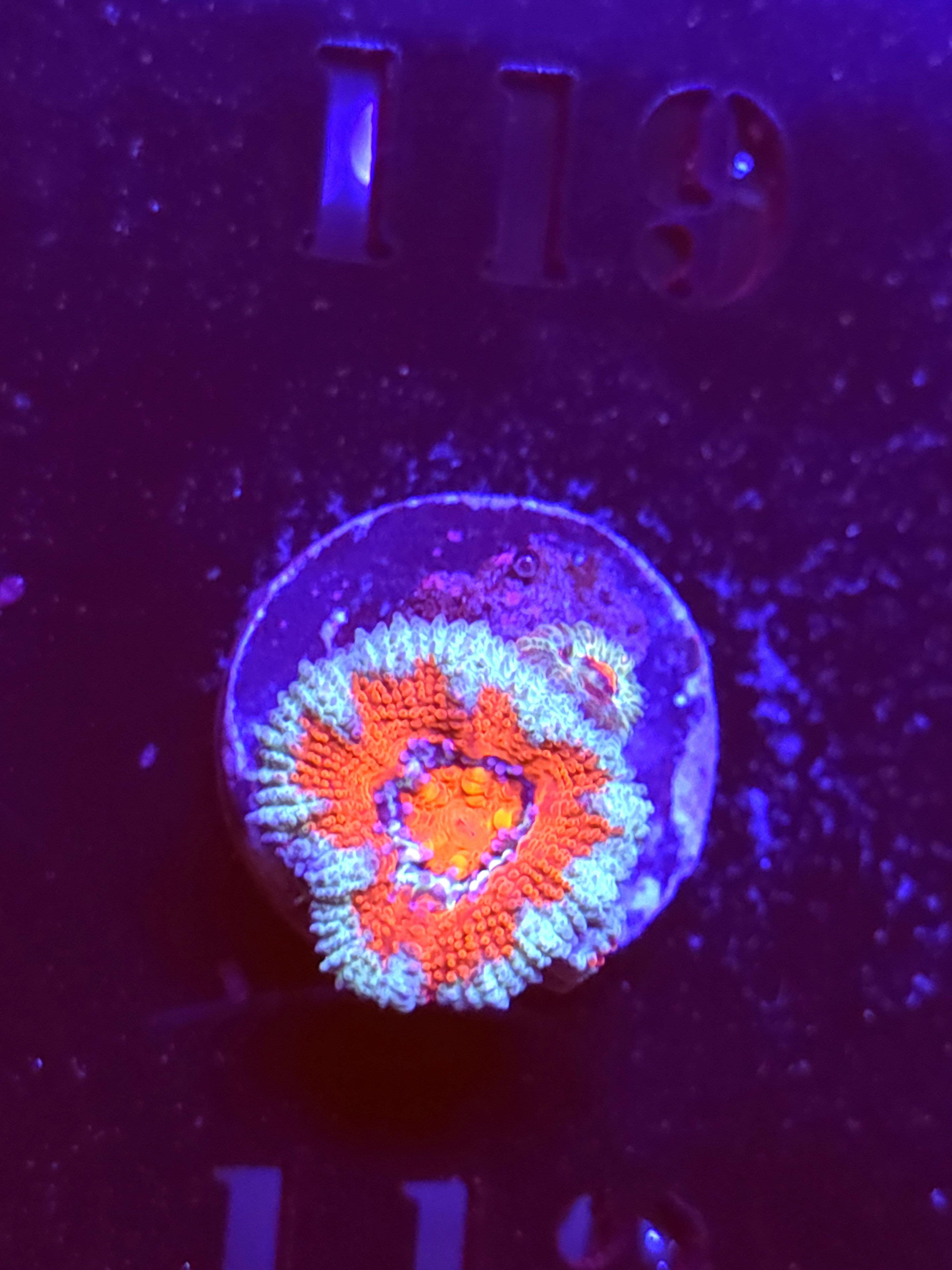 SBB "Budda Bing" Acan 1 Heads
