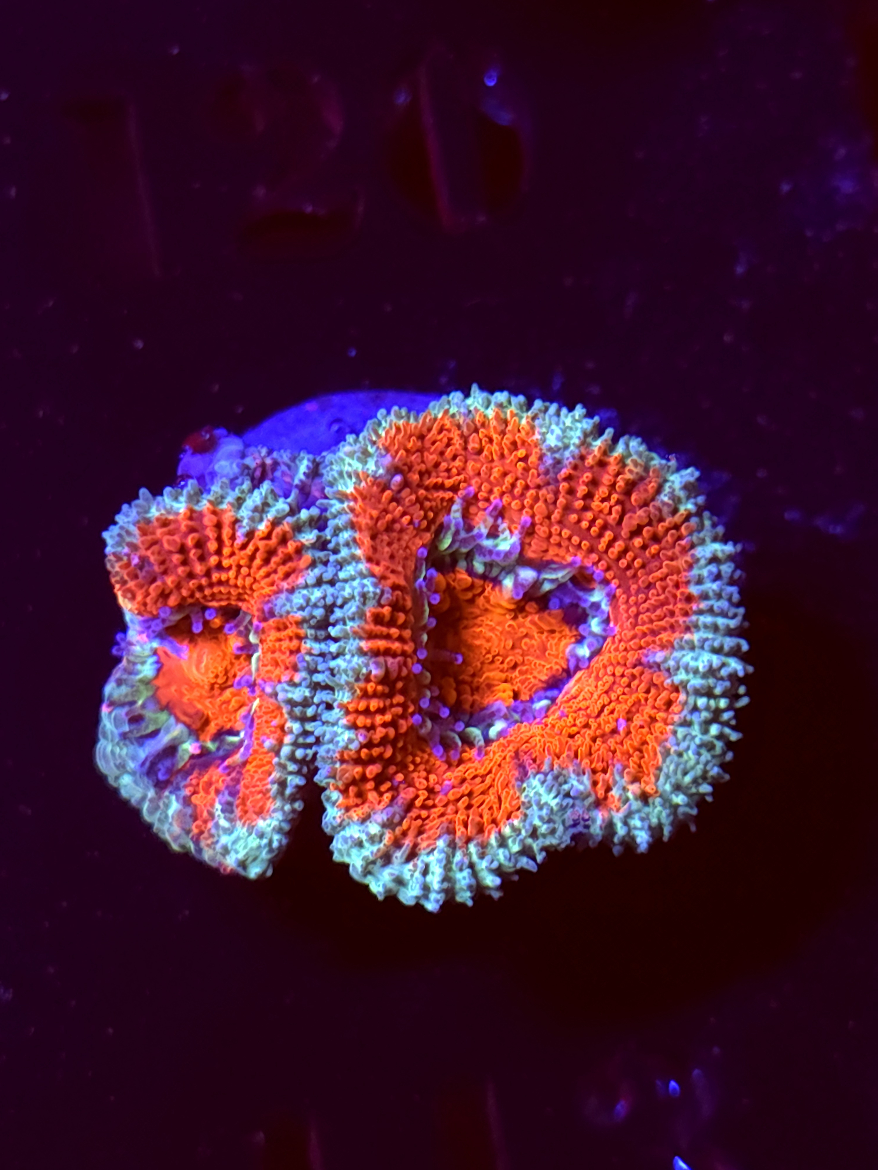 SBB "Budda Bing" Acan 2 Heads