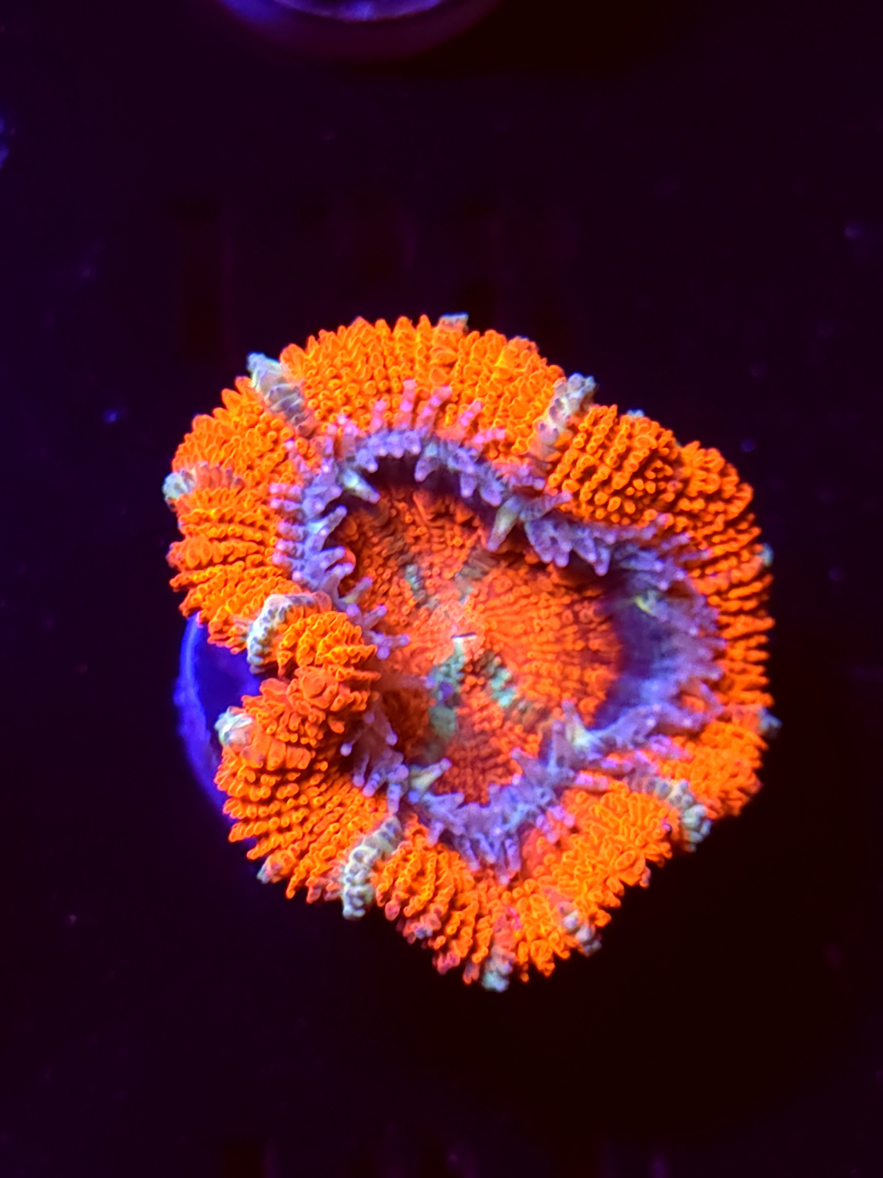 SBB "Fire Truck Red" Acan 1 Head