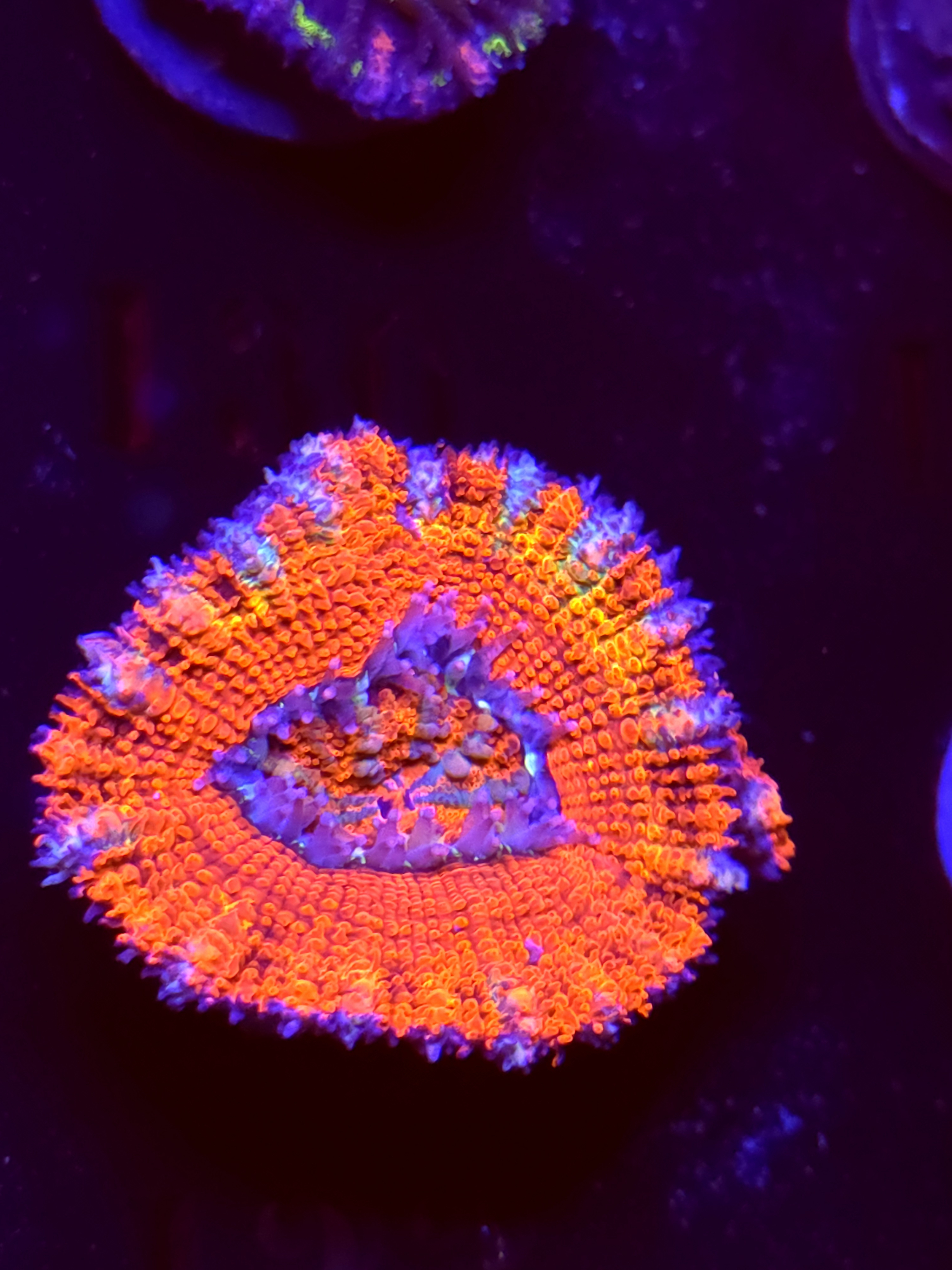 SBB "Static Blue" Acan 1 Head + Baby