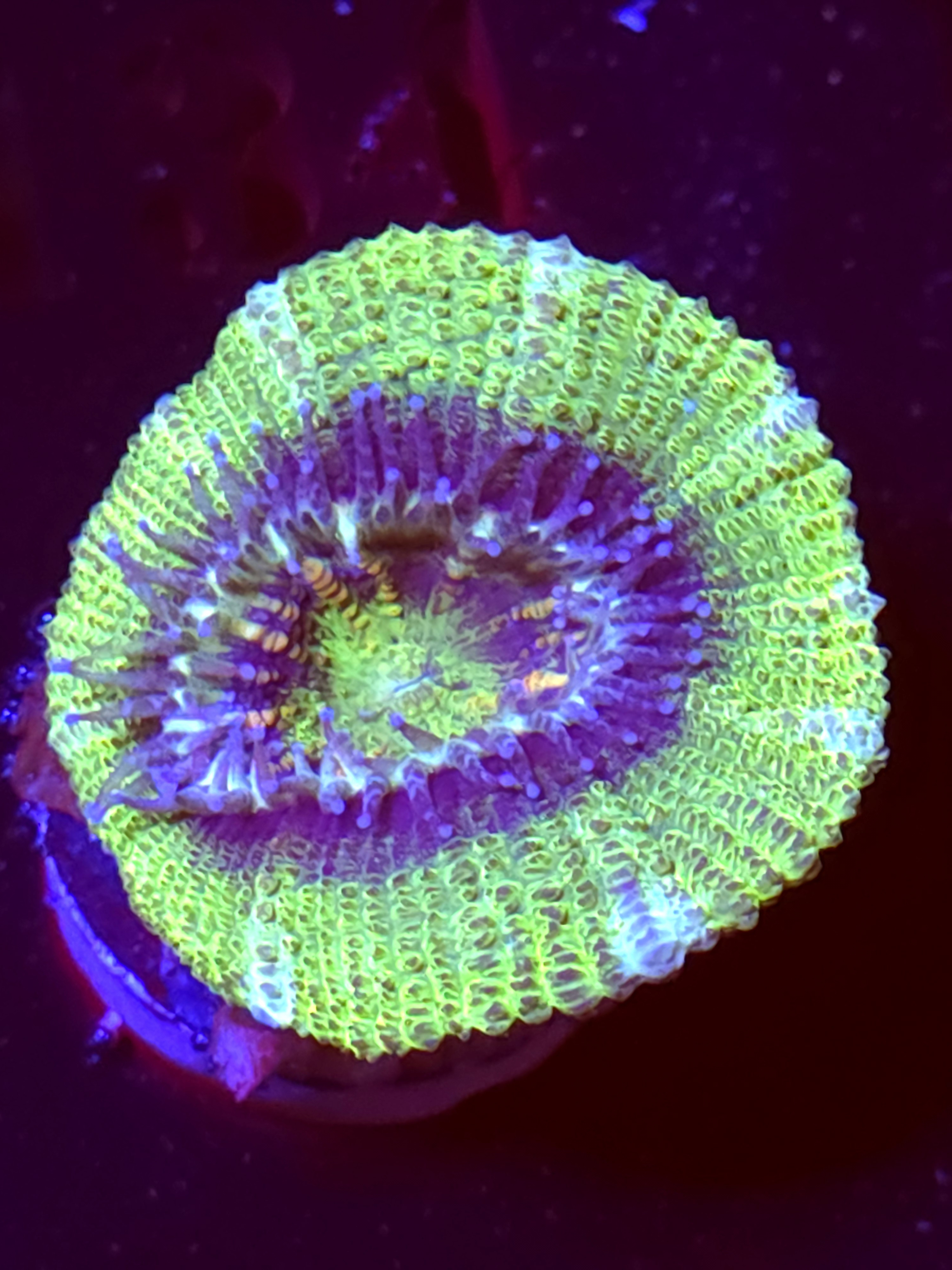 SBB "Candy Planet" Acan 1 Head