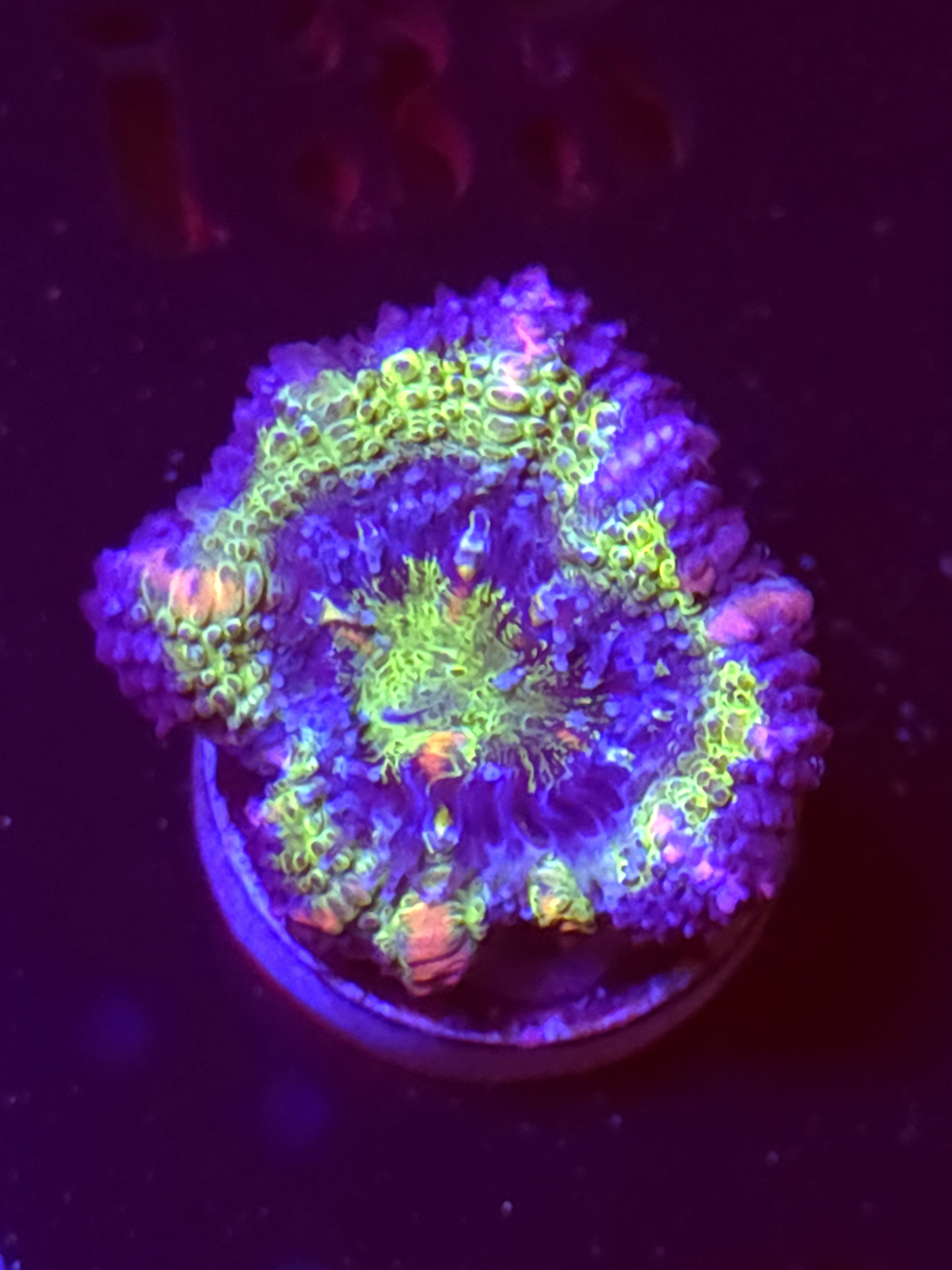 SBB "Big Hero" Acan 1 Head