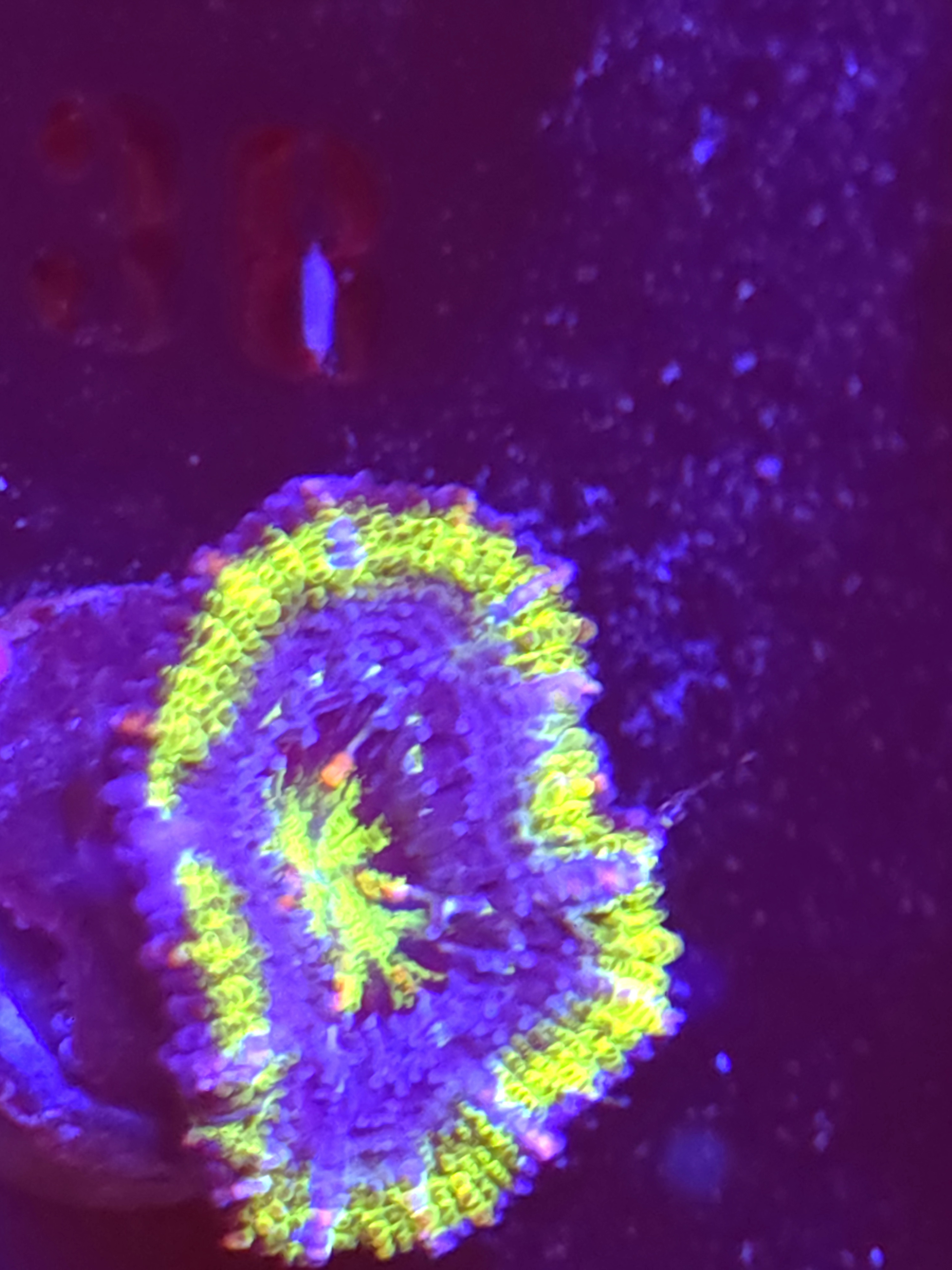 SBB "Mars Attack" Acan 1 Head