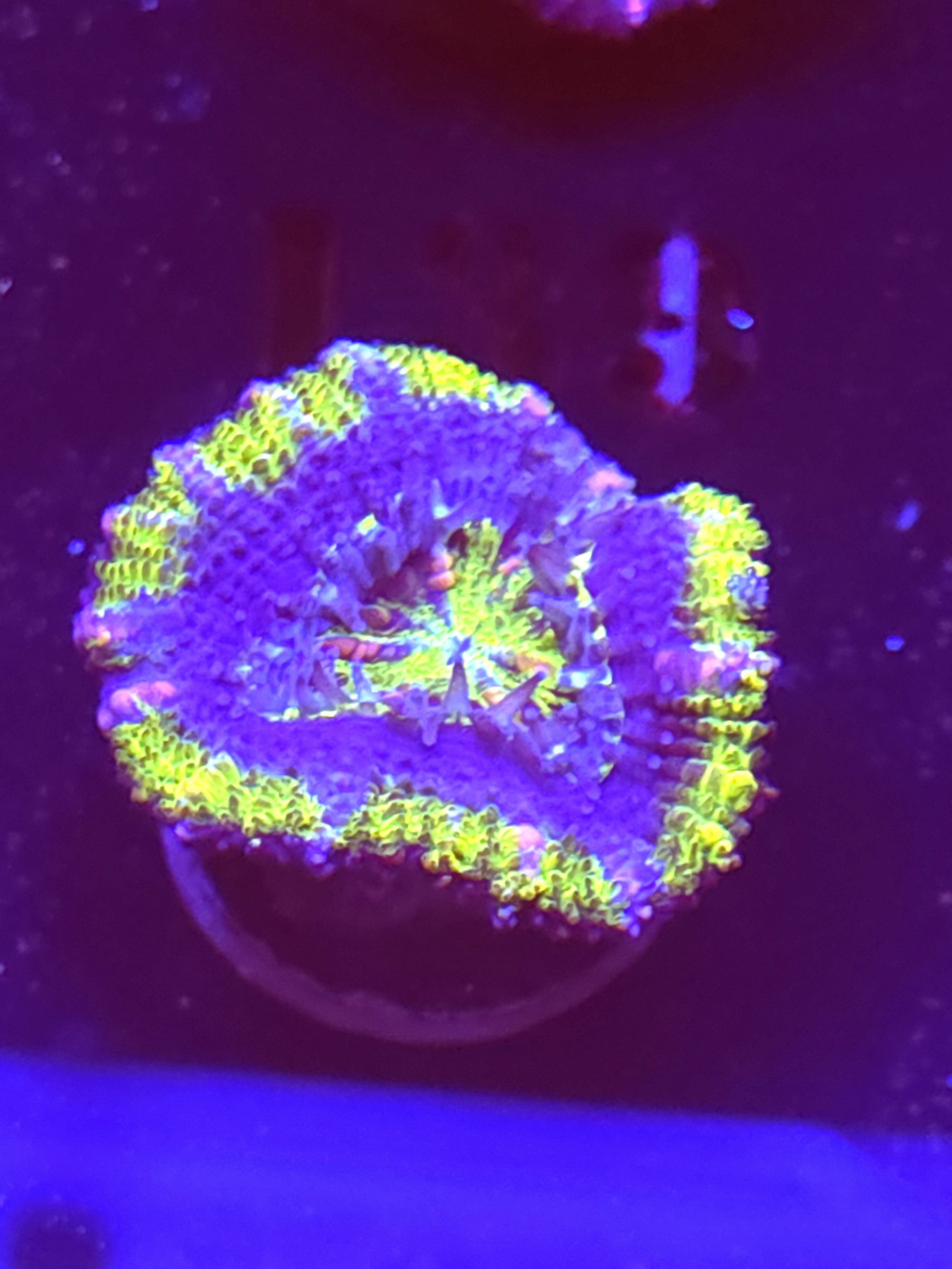SBB "Mars Attack" Acan 1 Head