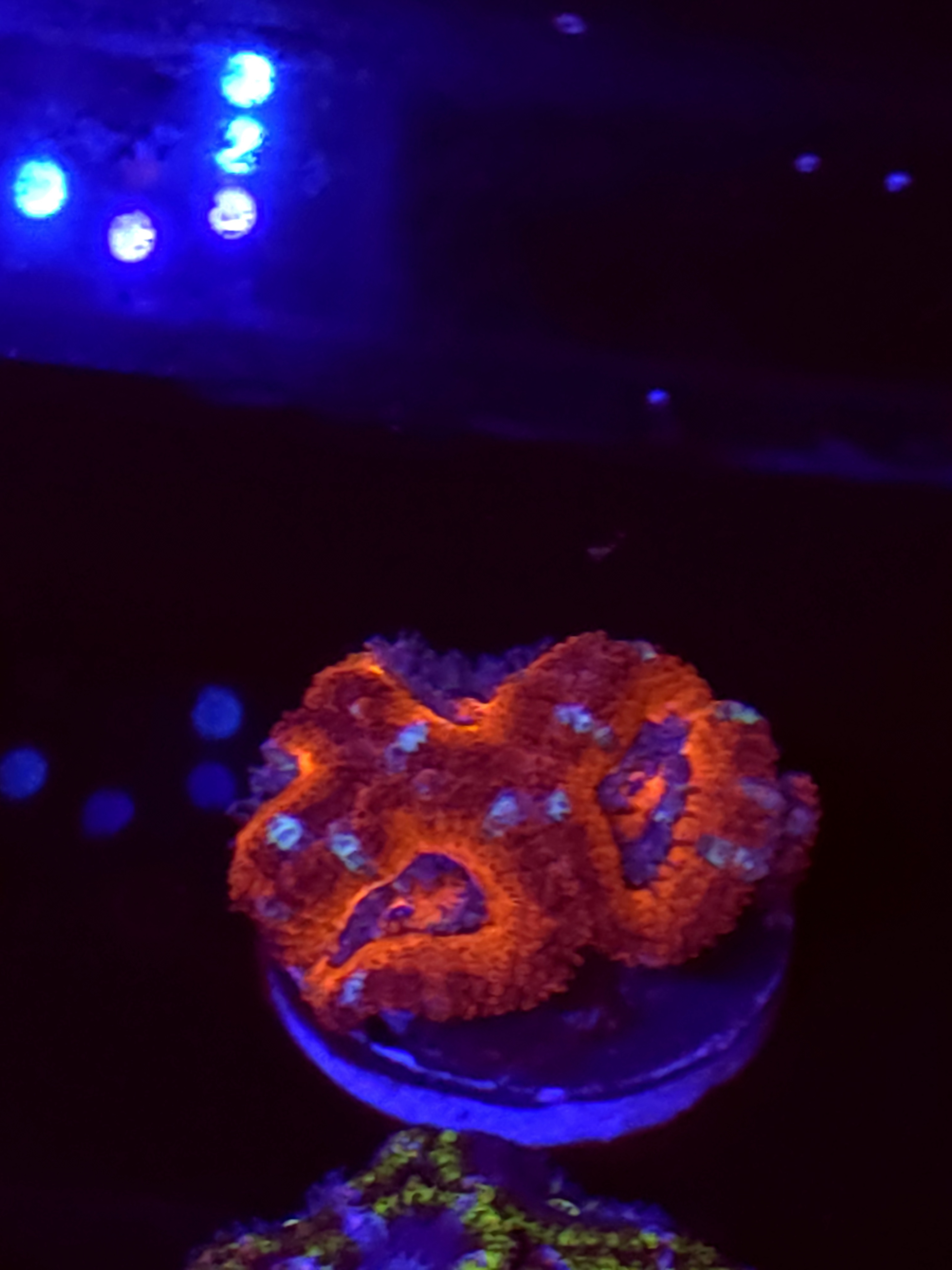 SBB "Red Spark" Acan 4 Heads