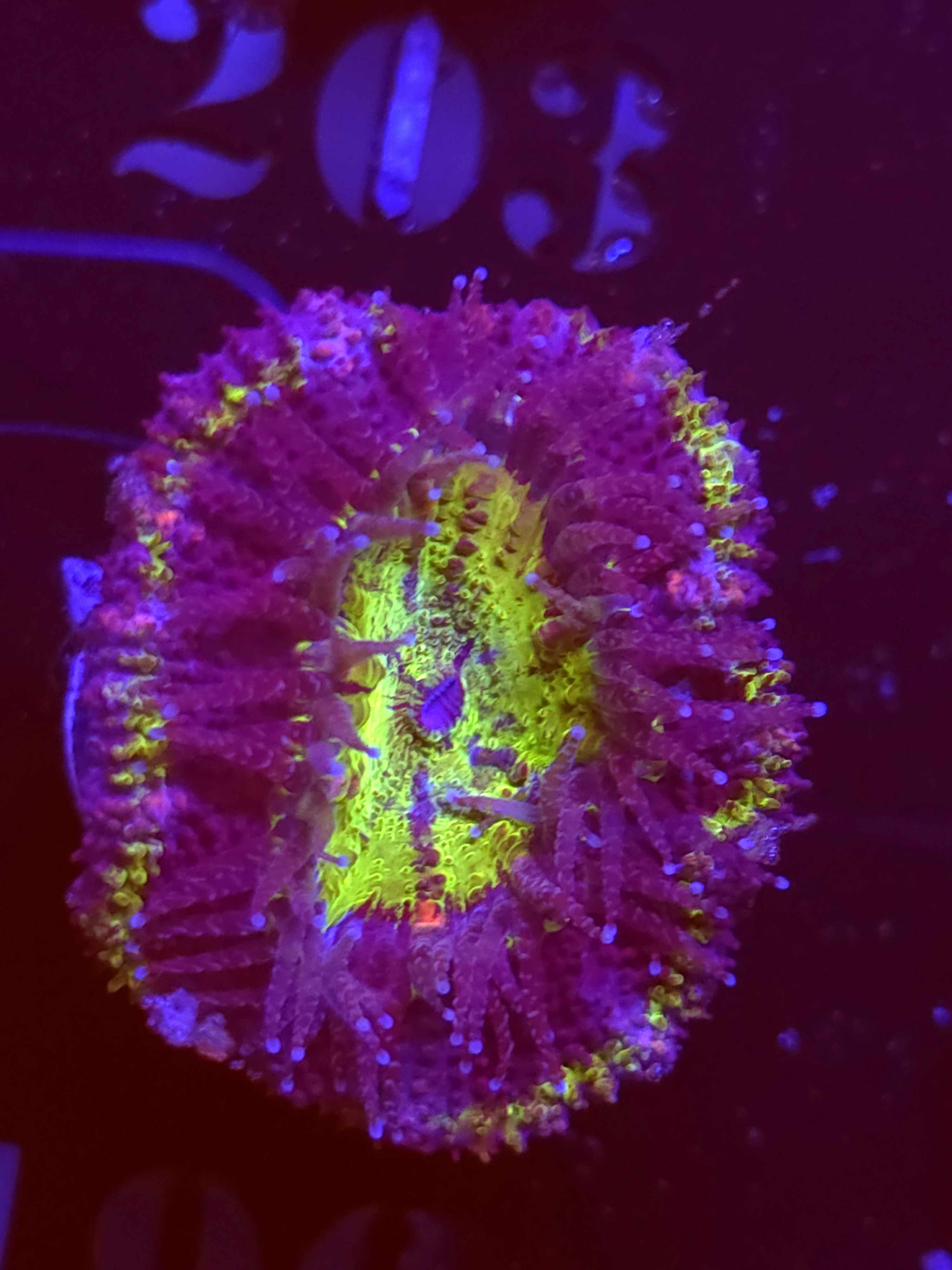 SBB "Big Hero" Acan 1 Head