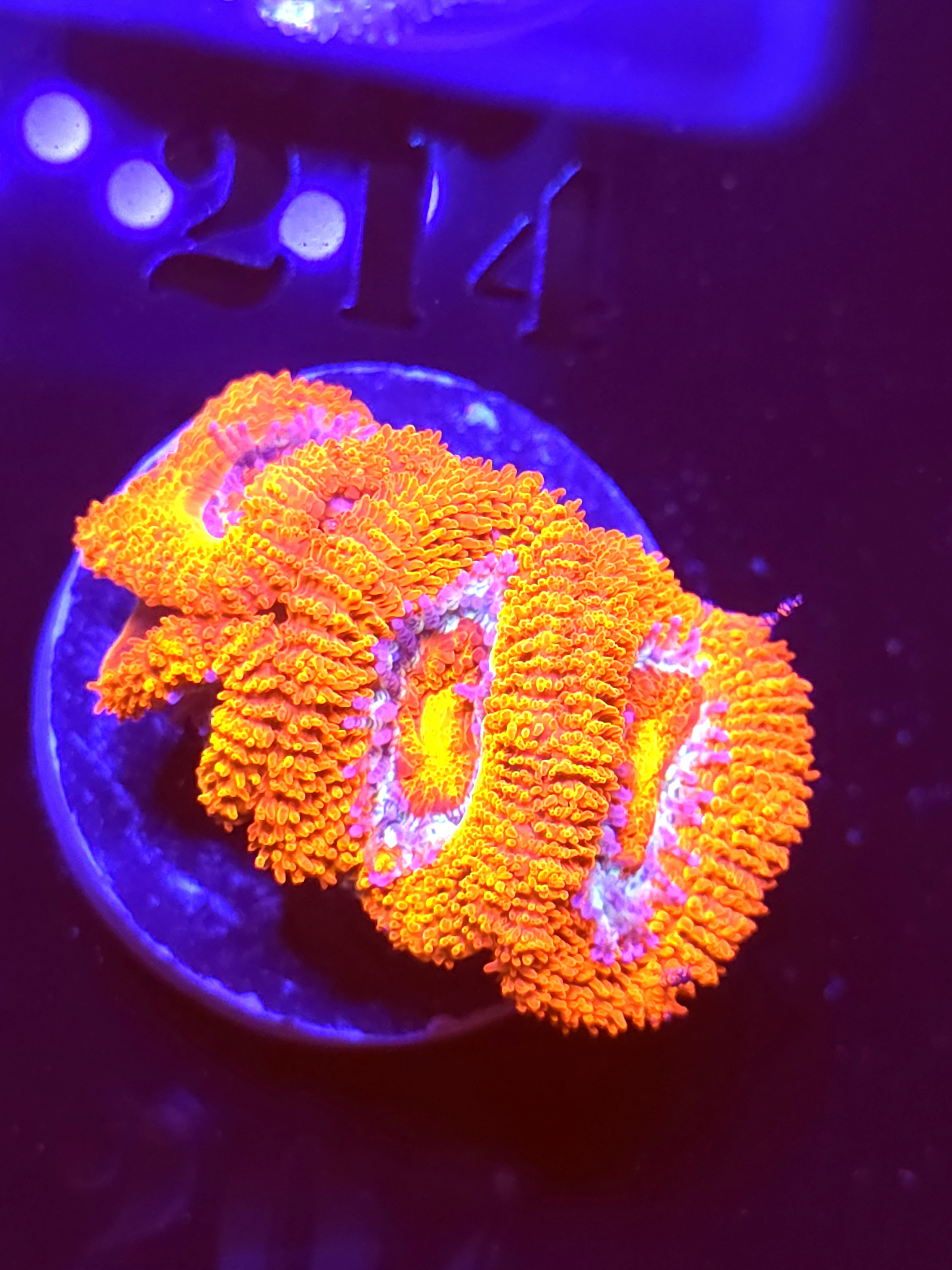 SBB "lit Comet" Acan 3 Heads