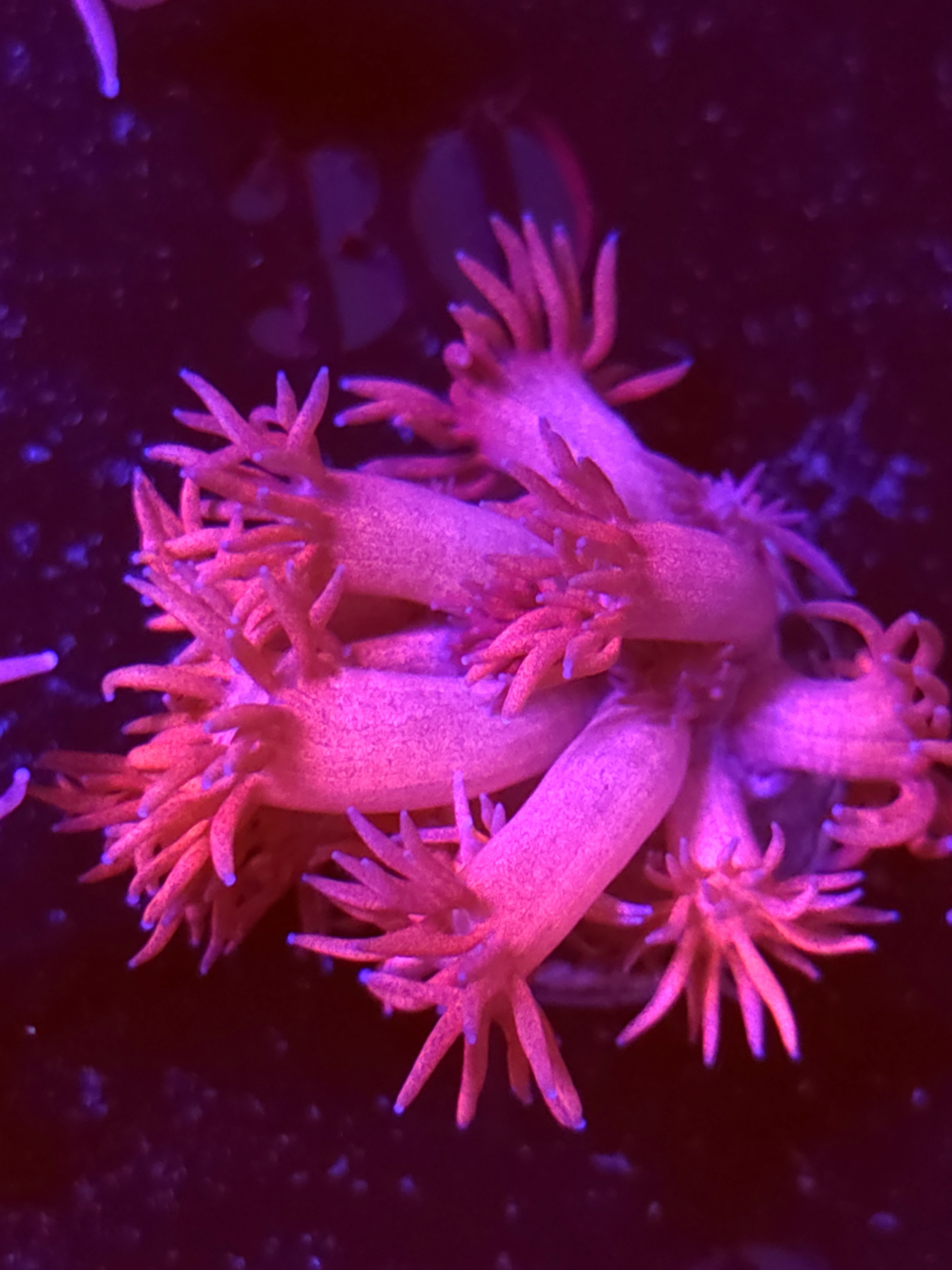 SBB "Gummy Glow" Goni Medium