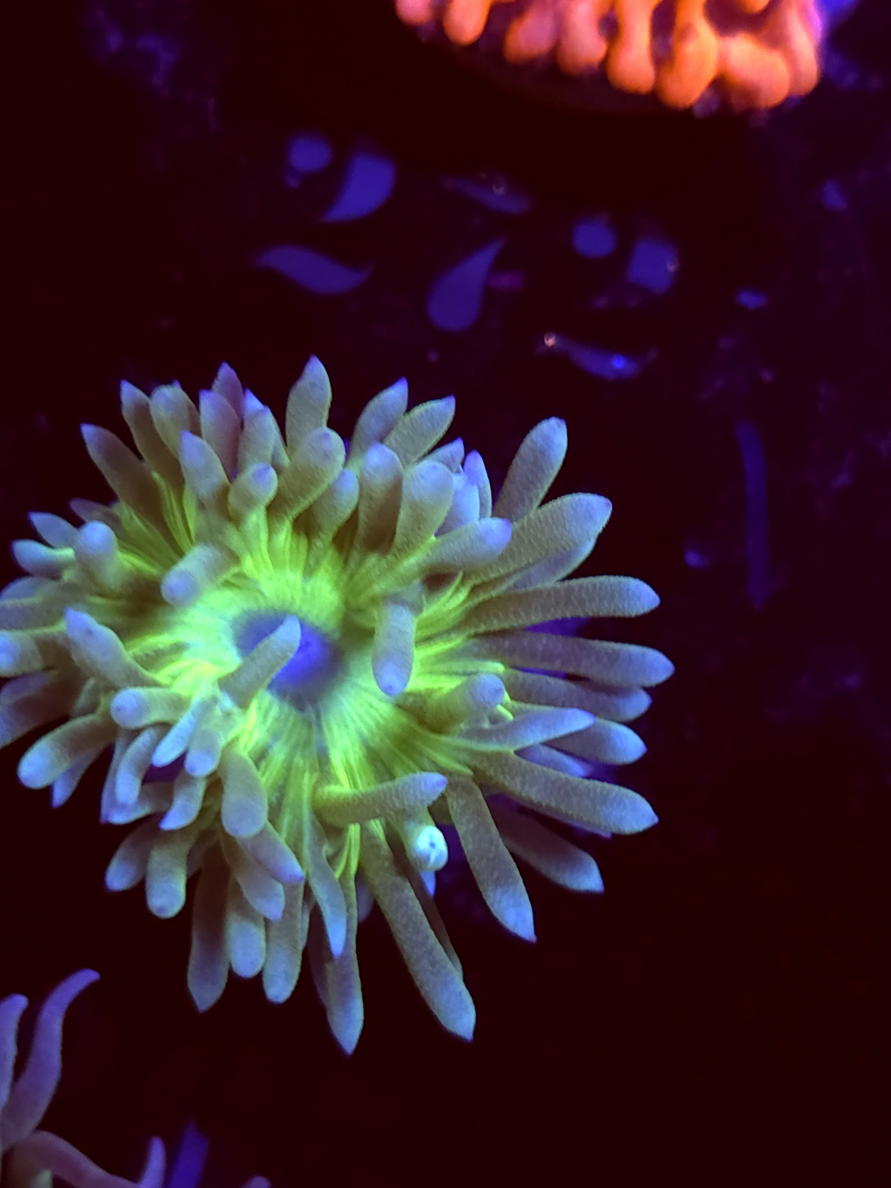 SBB "Duncan Corals" Duncan 1 Head