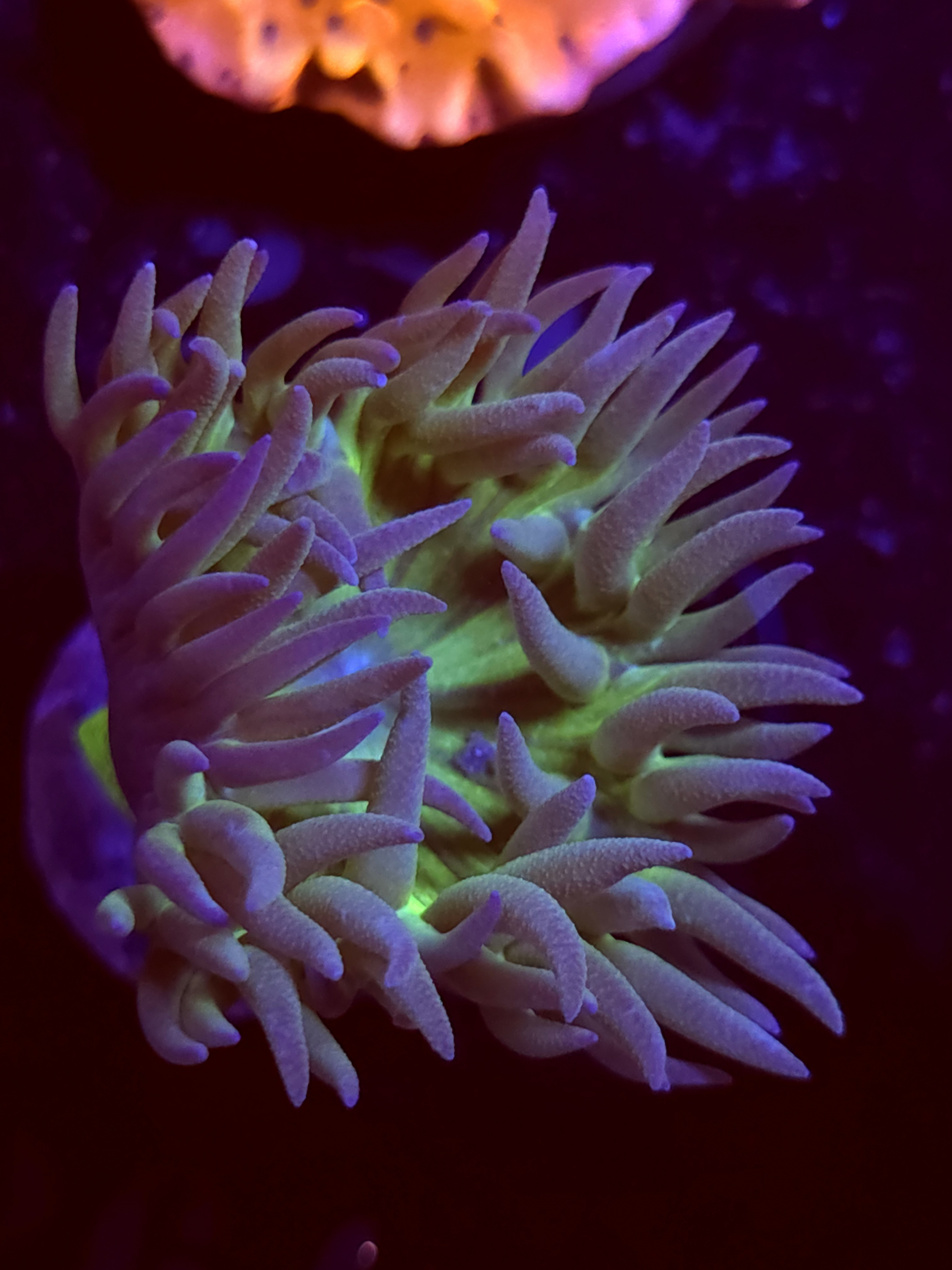 SBB "Duncan Corals" Duncan 1 Head