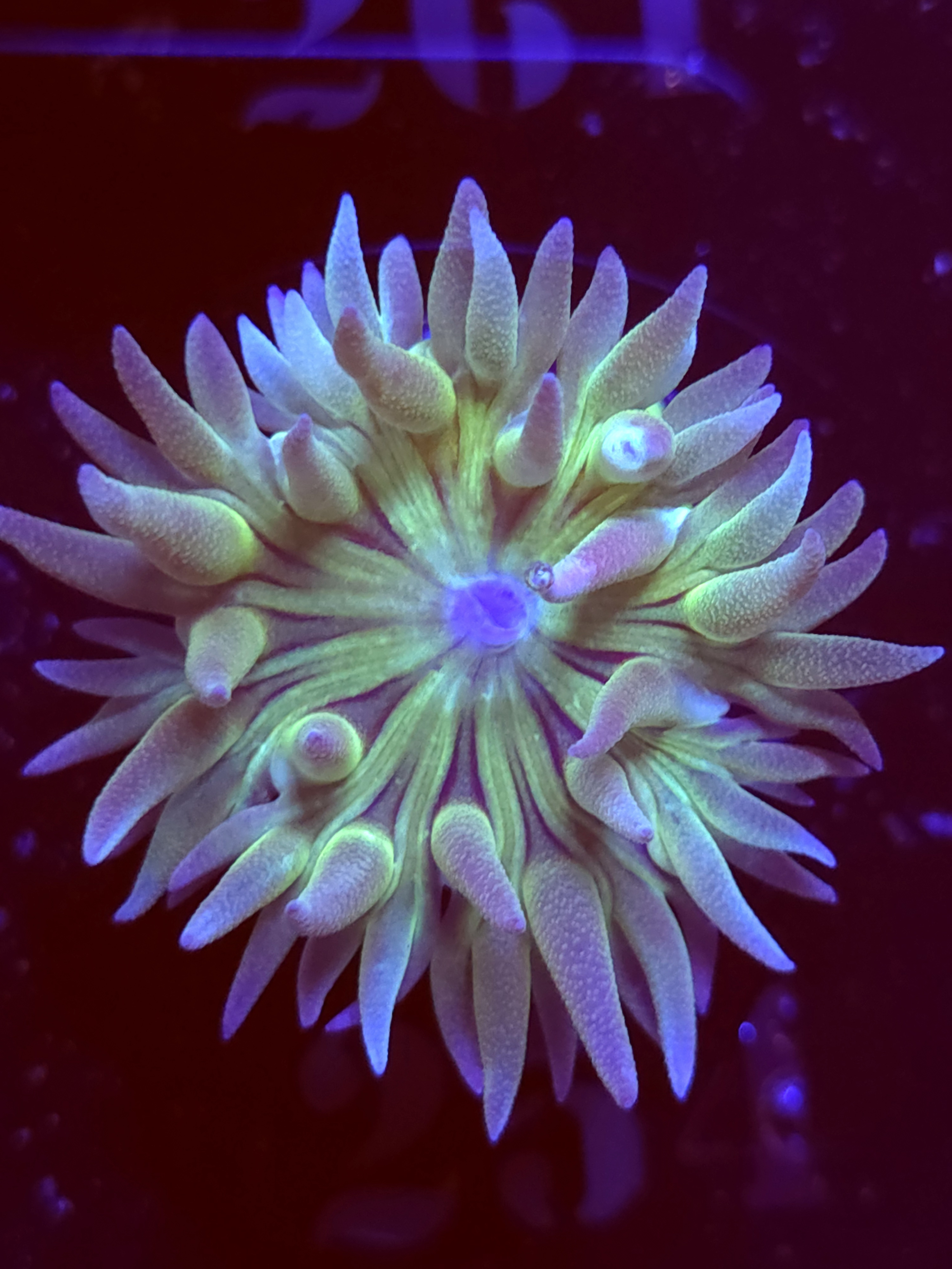 SBB "Duncan Corals" Duncan 1 Head