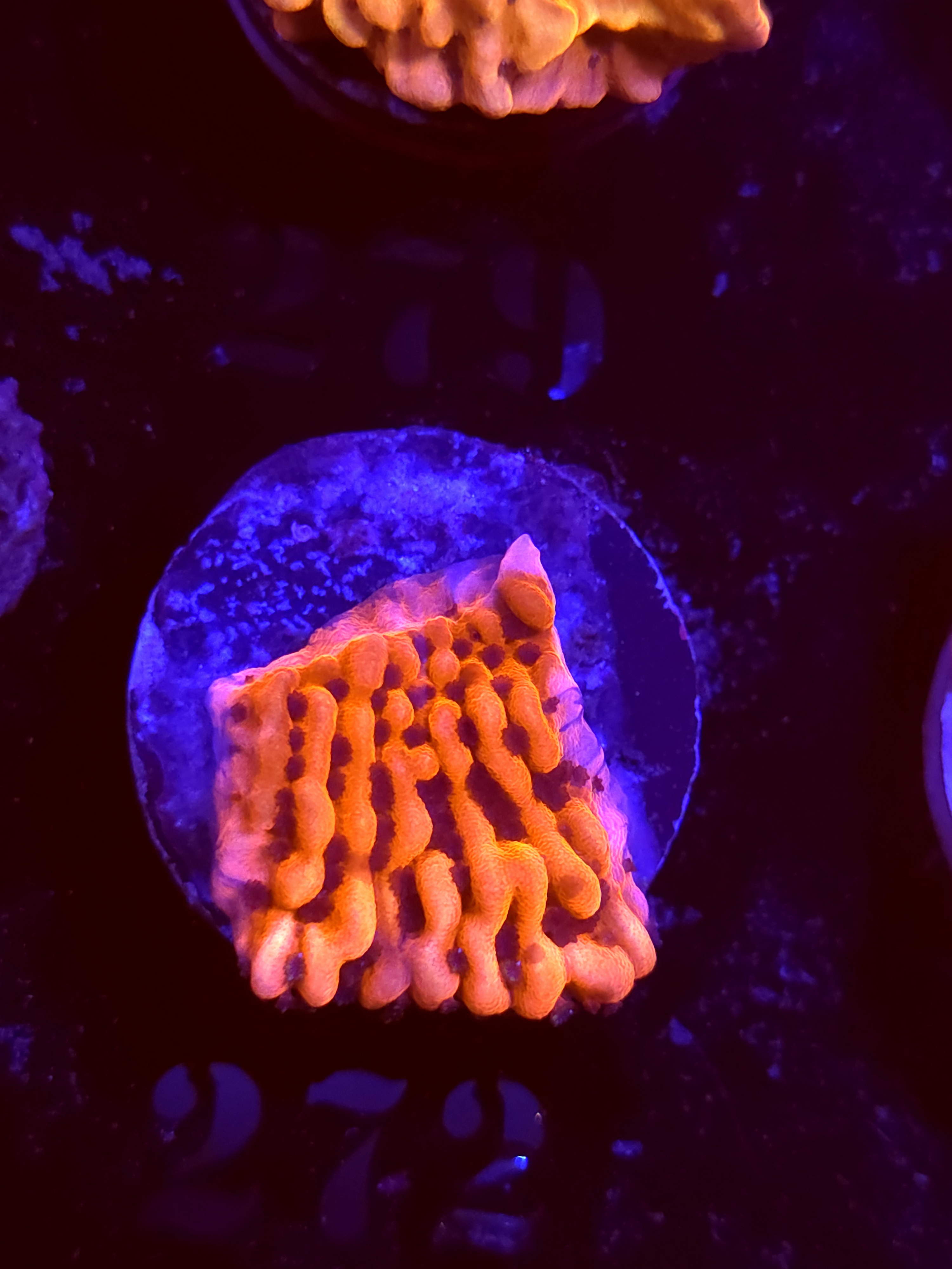 SBB "Cherry Tree" Monti Medium