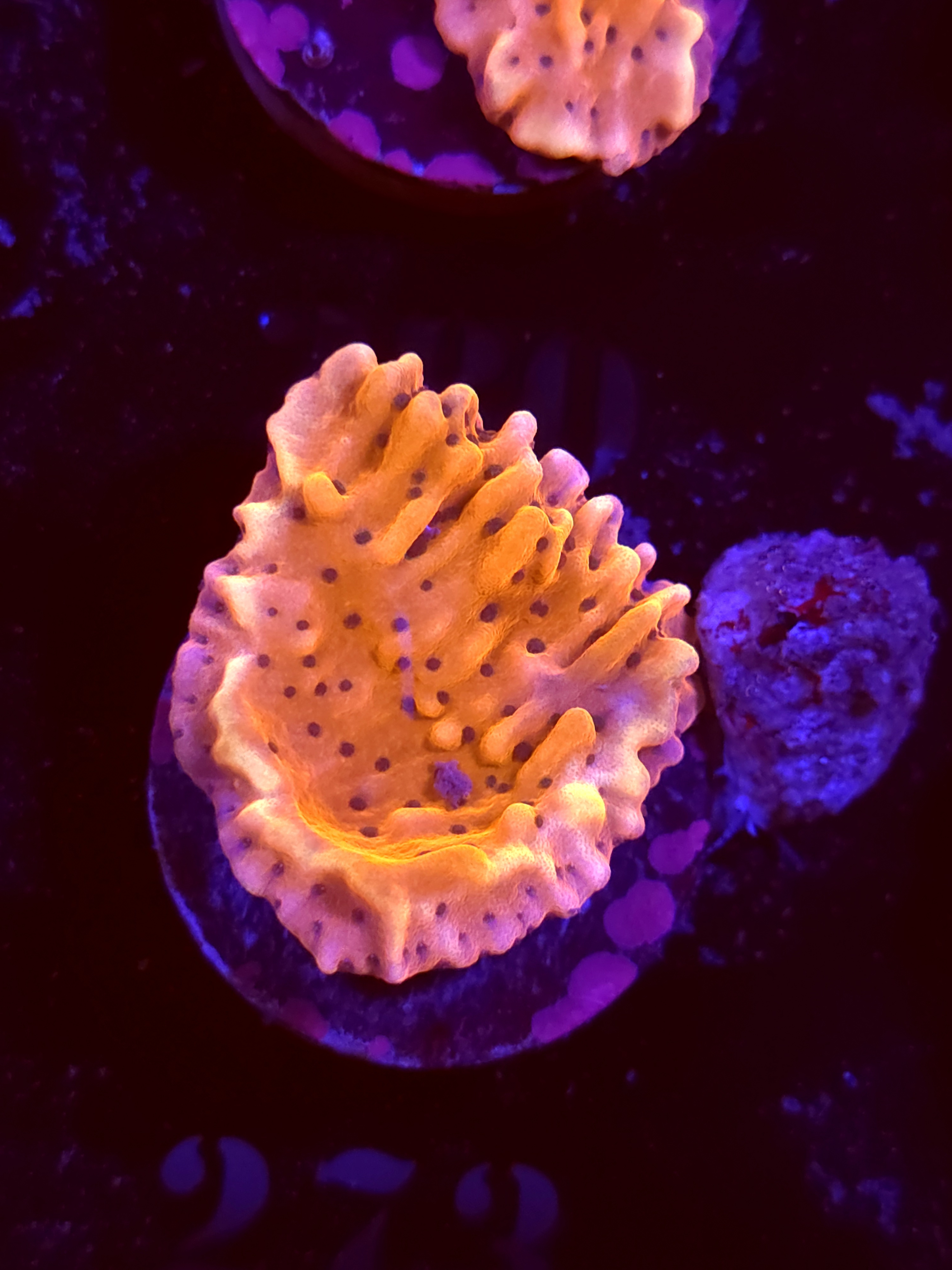 SBB "Cherry Tree" Monti Large