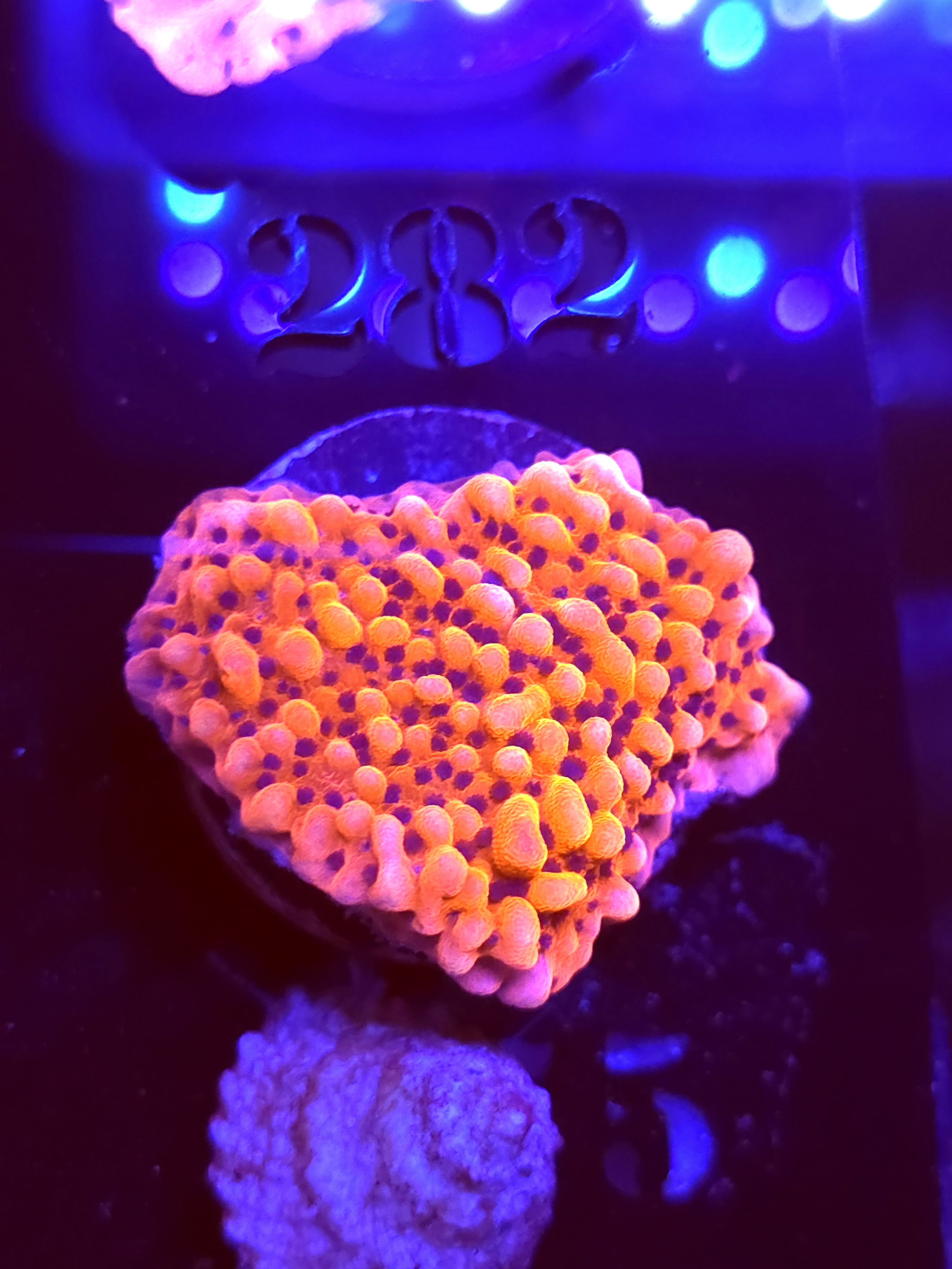 SBB "Mystery Signature" Monti Large