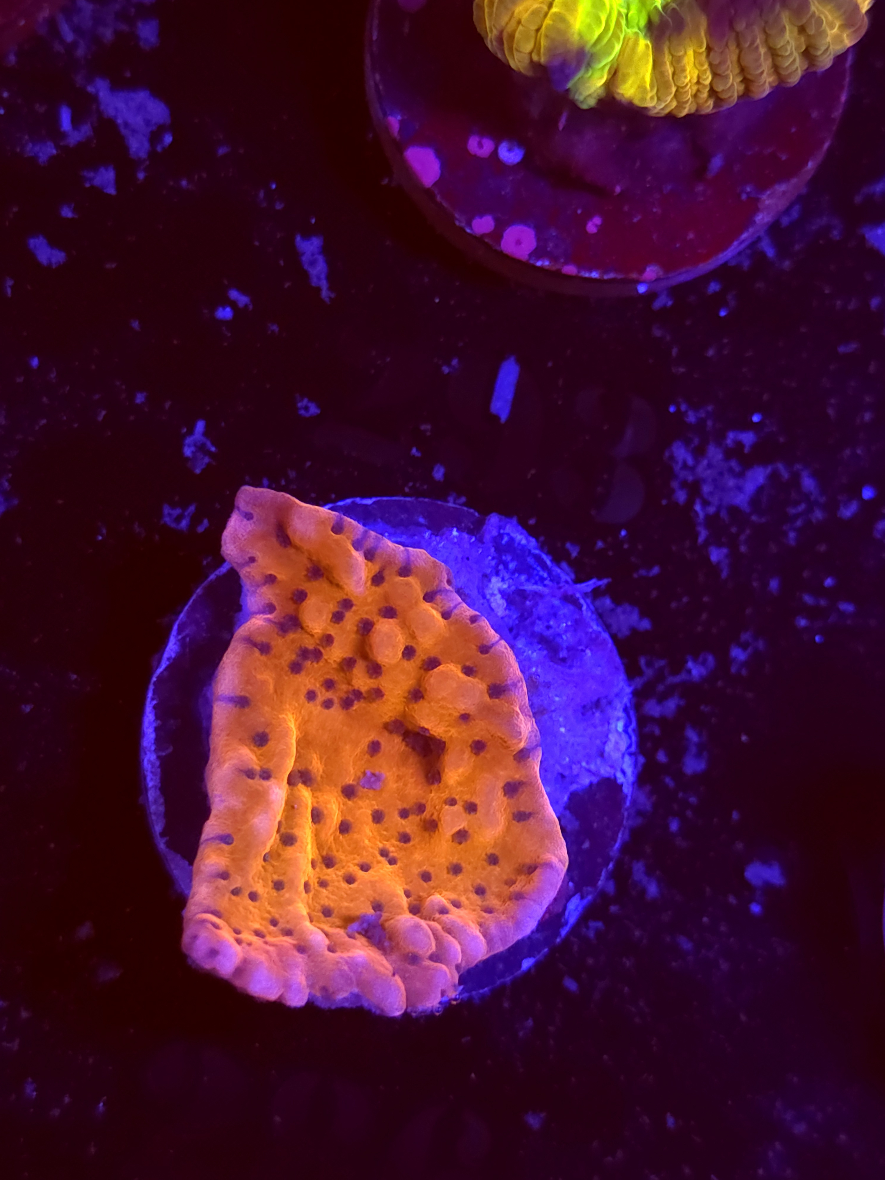 SBB "Cherry Tree" Monti Medium