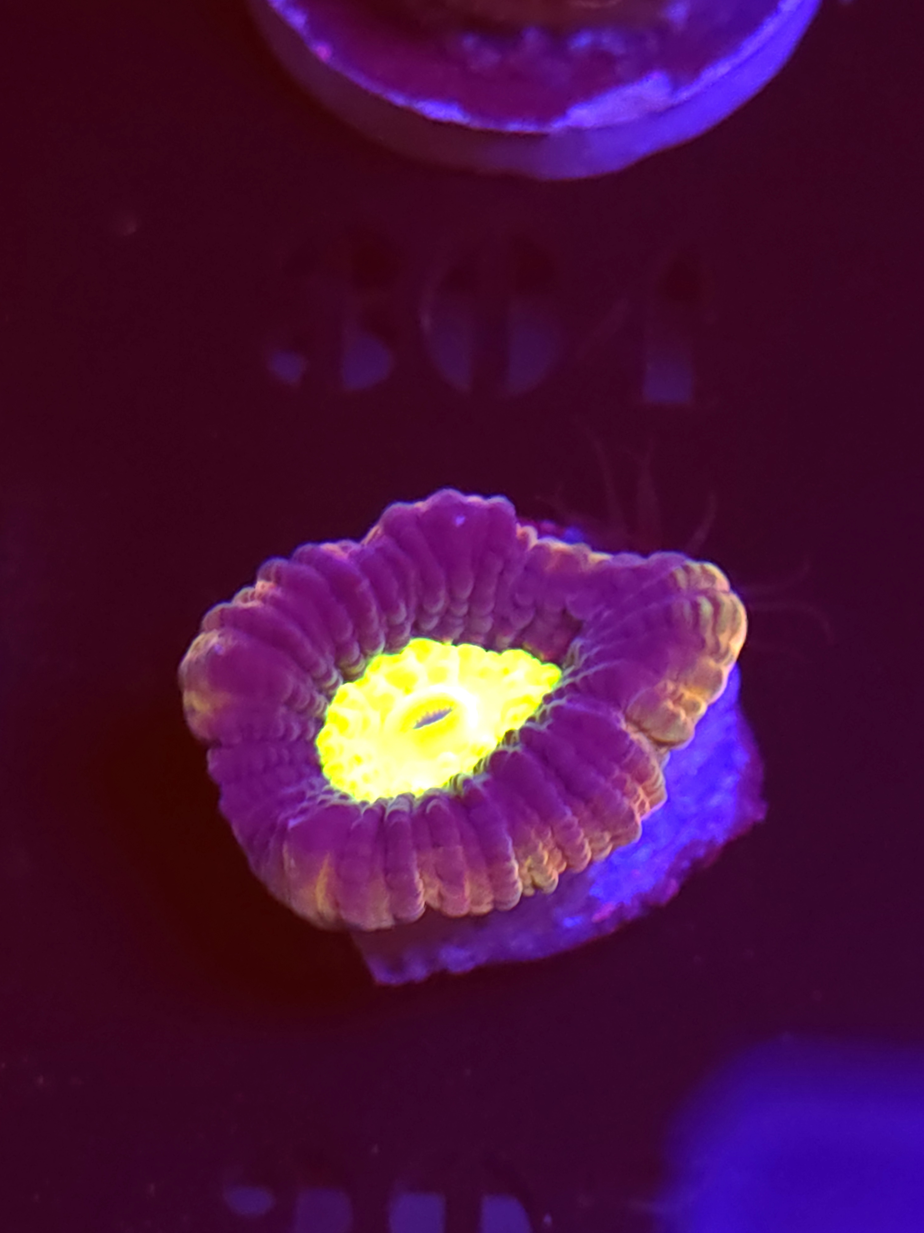 SBB "Dragon Soul" Favia 1 Head