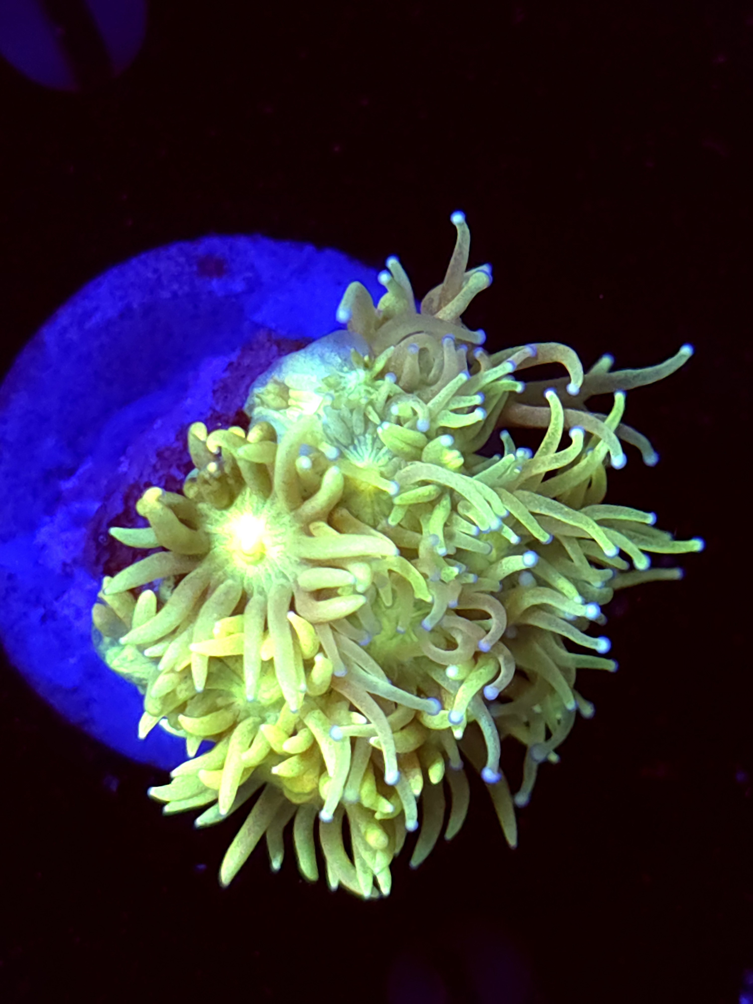 SBB "Lolli Shine" Goni Medium