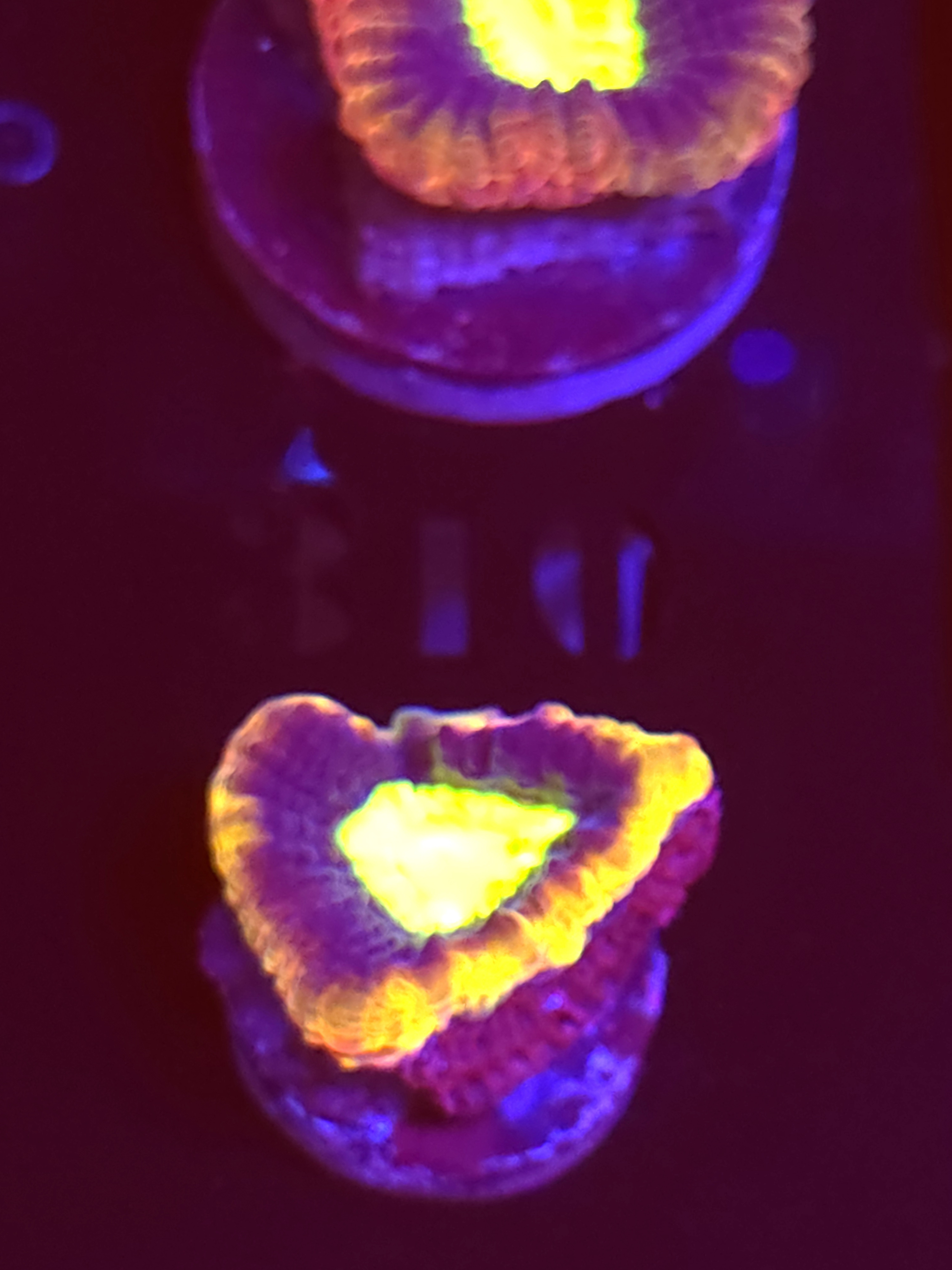 SBB "Dragon Soul" Favia 1 Head