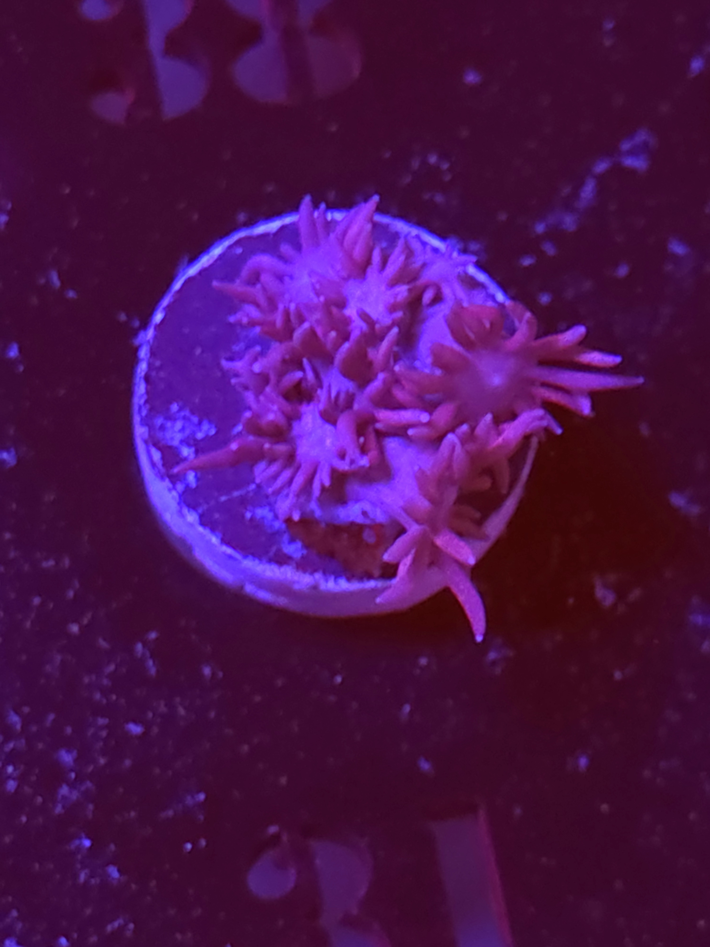 SBB "Gummy Glow" Goni Small