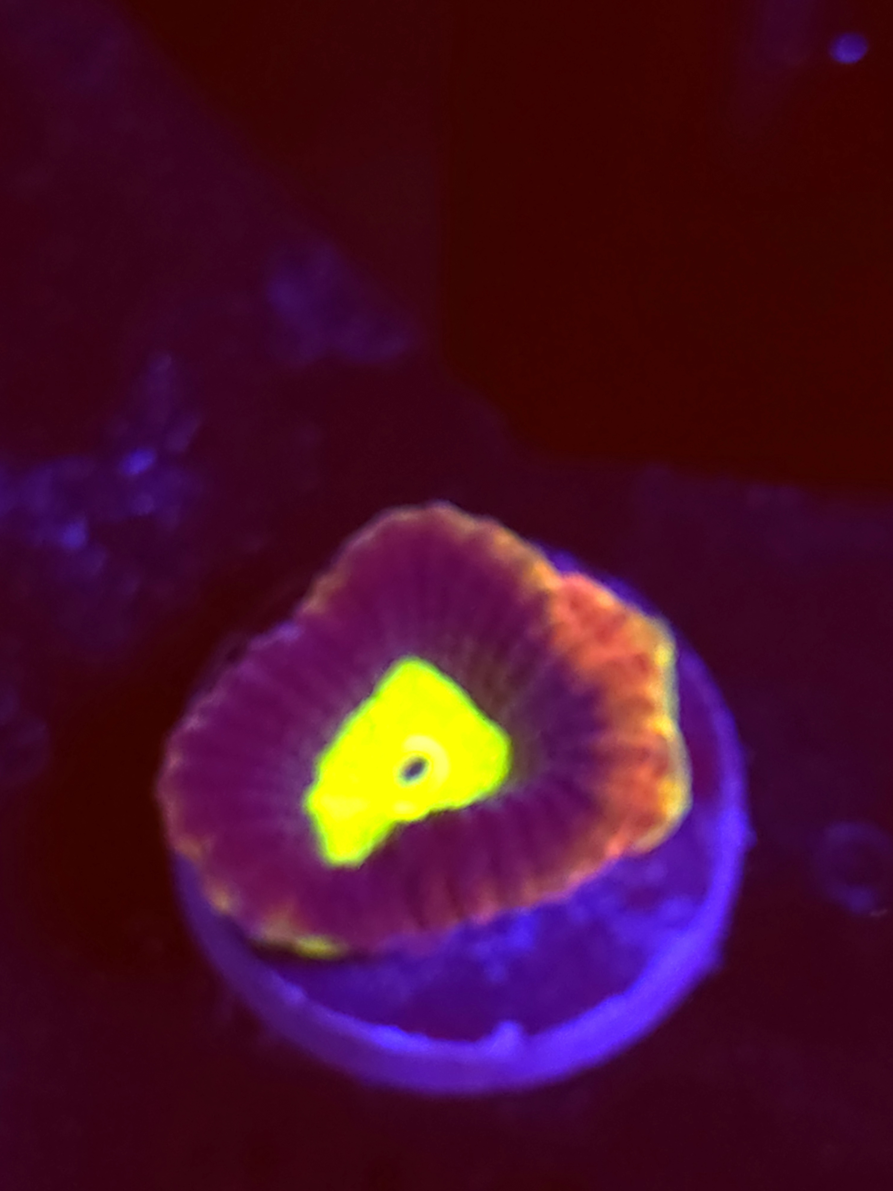 SBB "Dragon Soul" Favia 1 Head