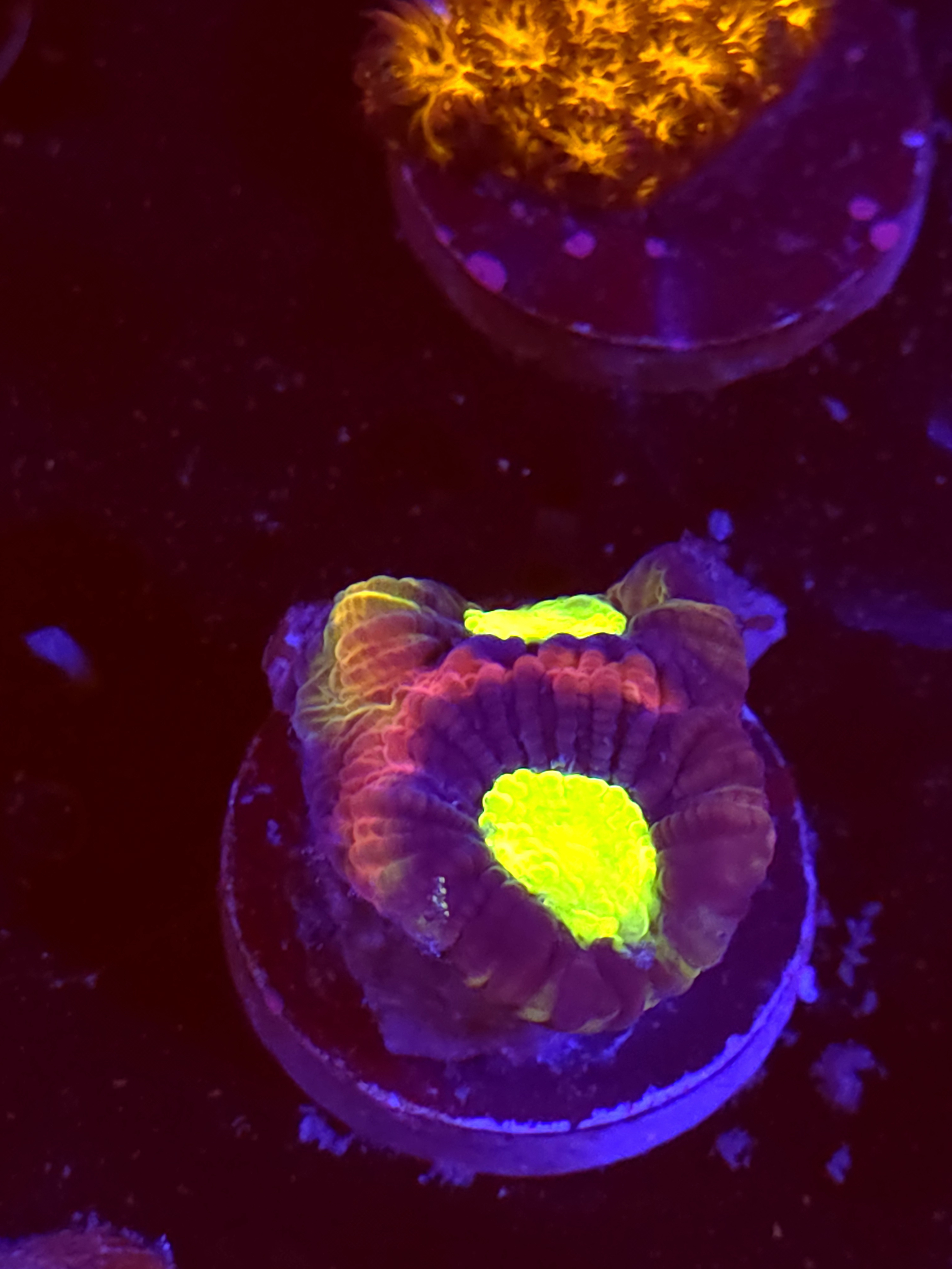 SBB "Mystery Signature" Favia 1 Head