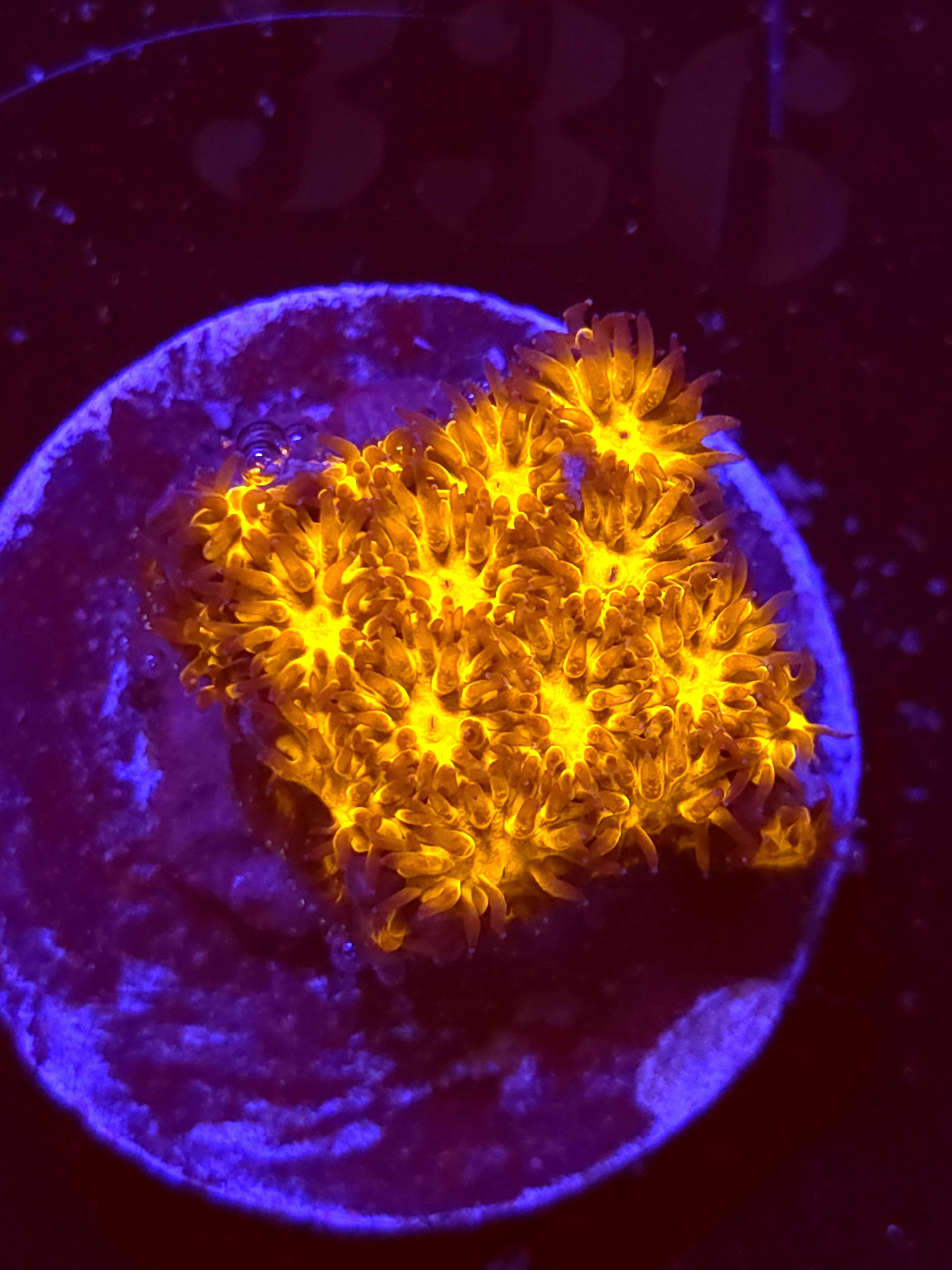 SBB "Golden Leopard" Lepto Medium