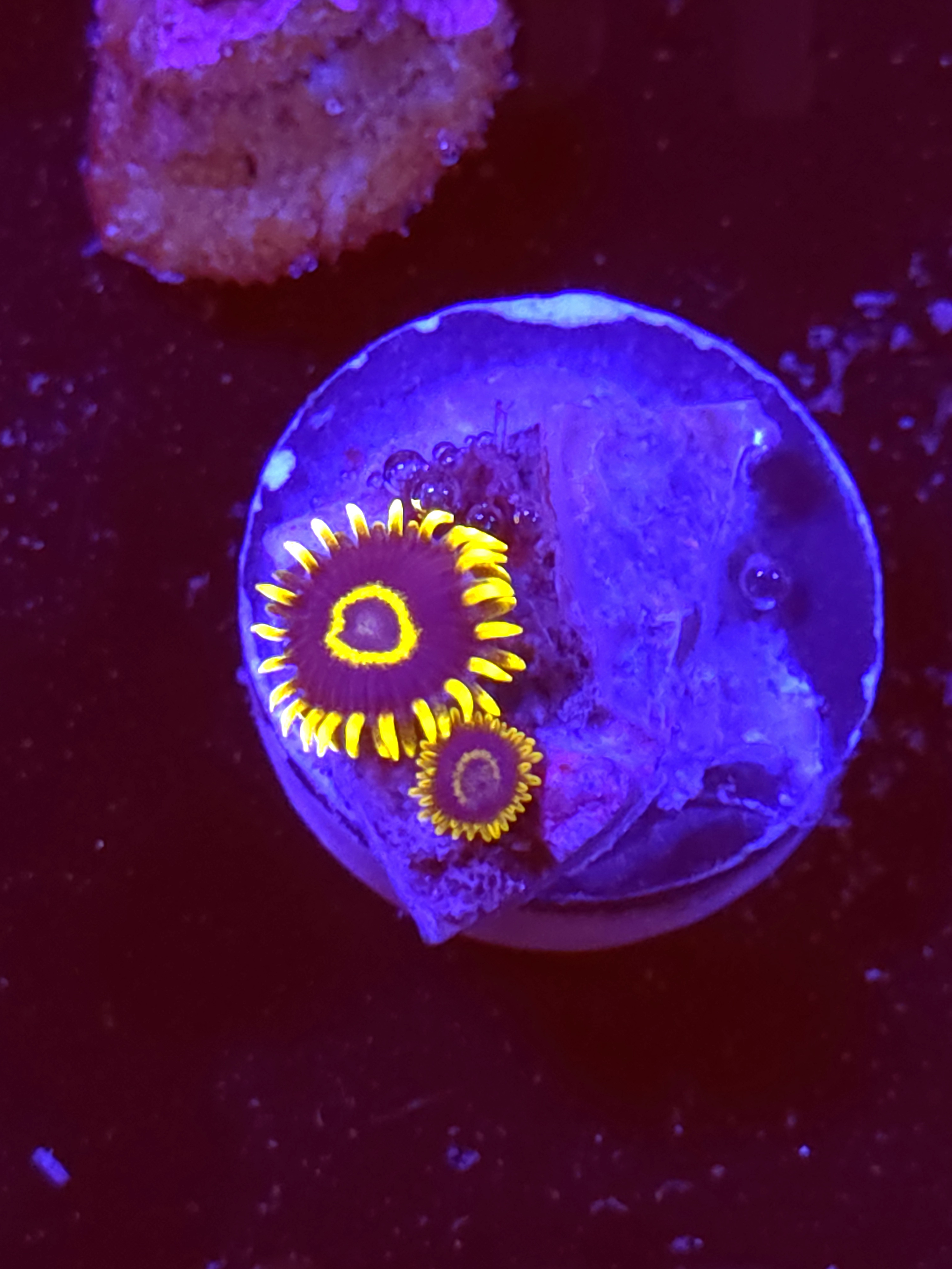 SBB "Lemon Lime" Zoas 1 Polyp