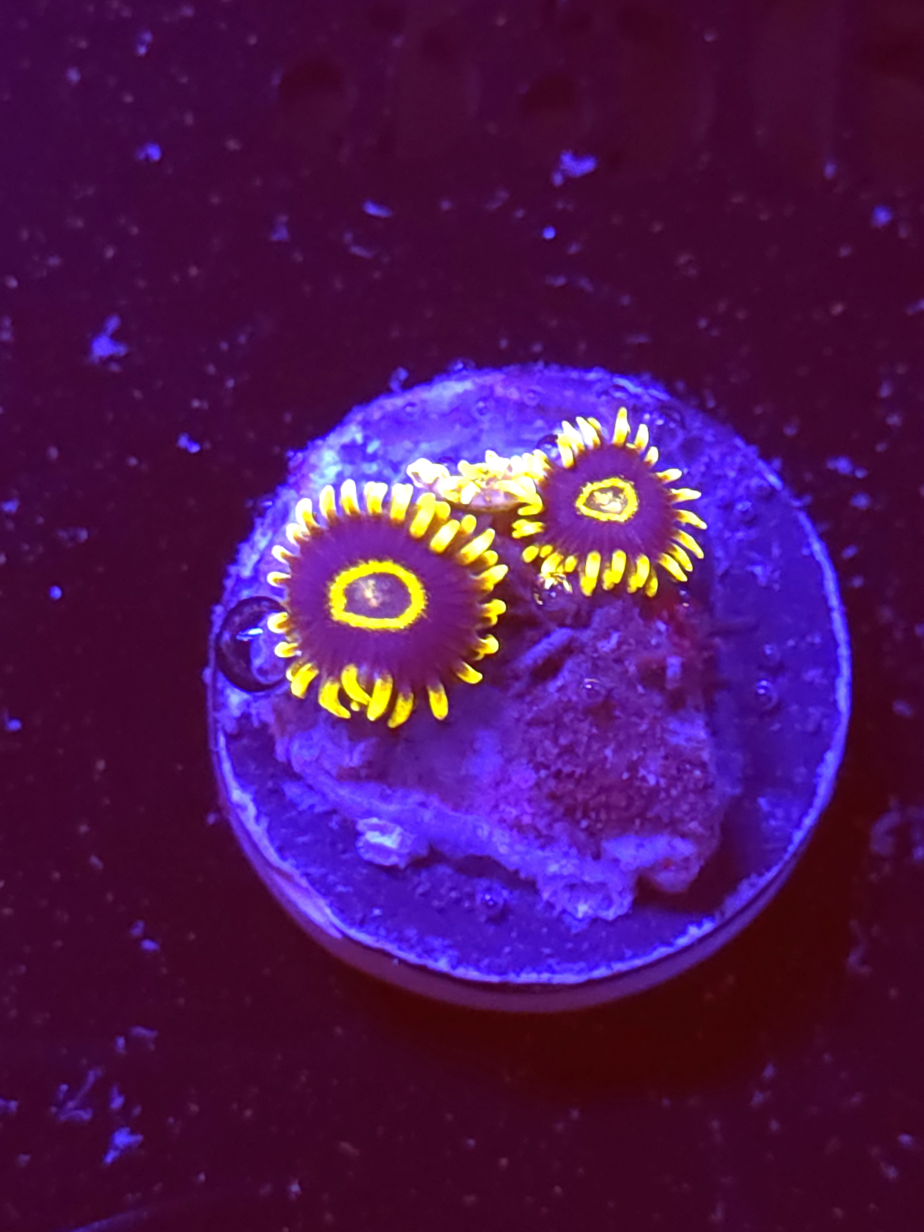SBB "Lemon Lime" Zoas 1 Polyp