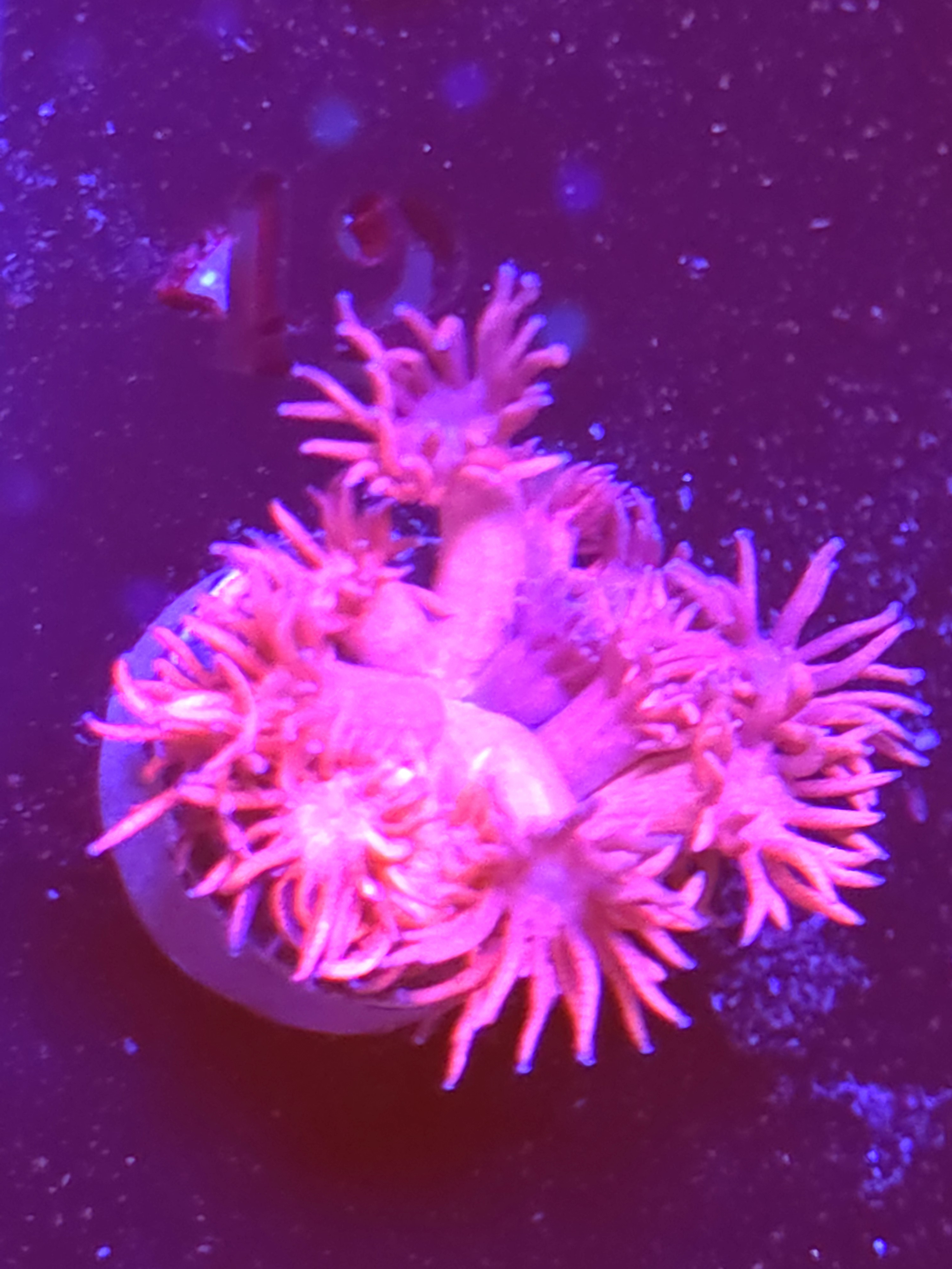 SBB "Mystery Signature" Goni Large