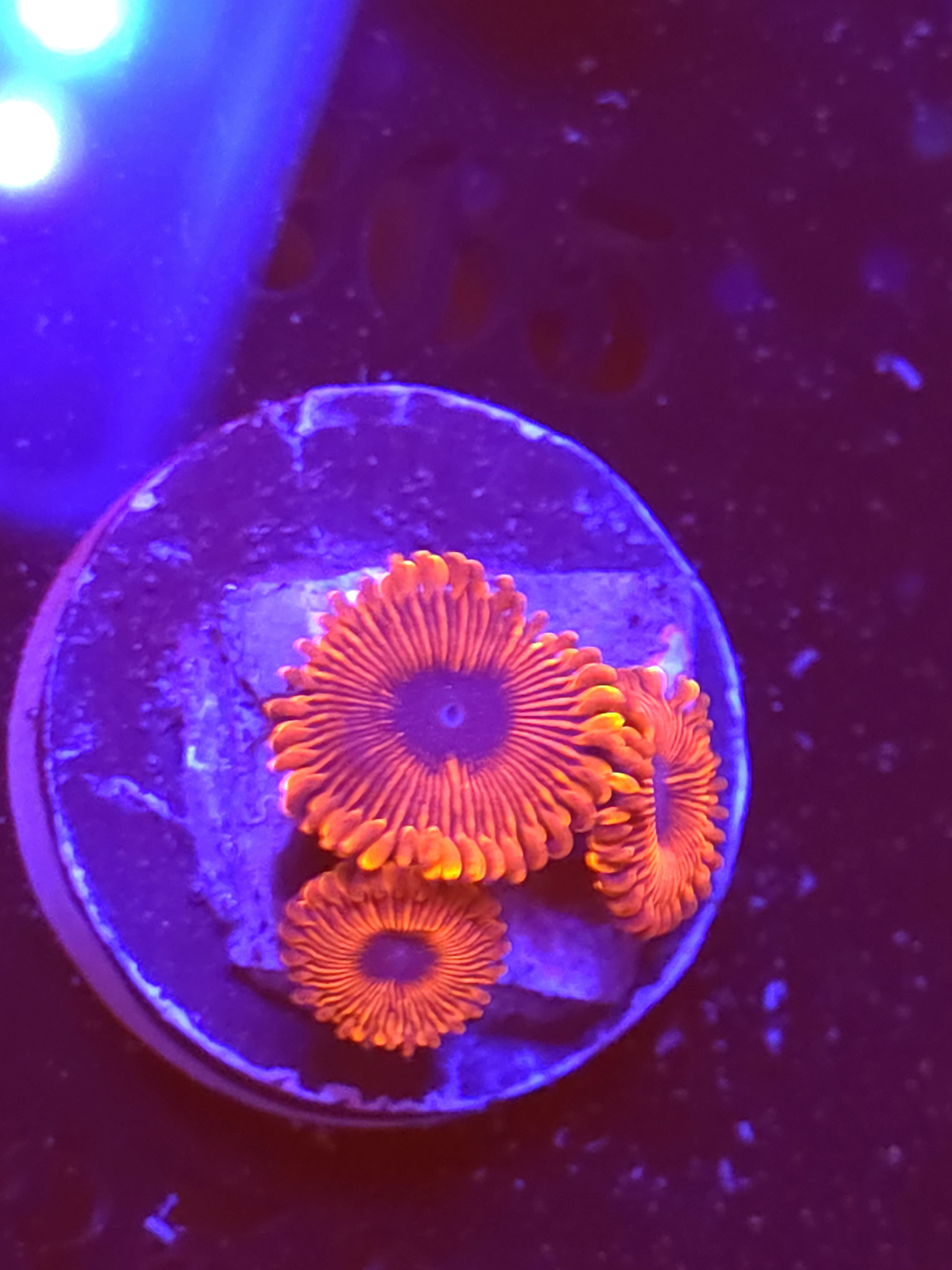 SBB "Magicians" Zoas 2 Polyp