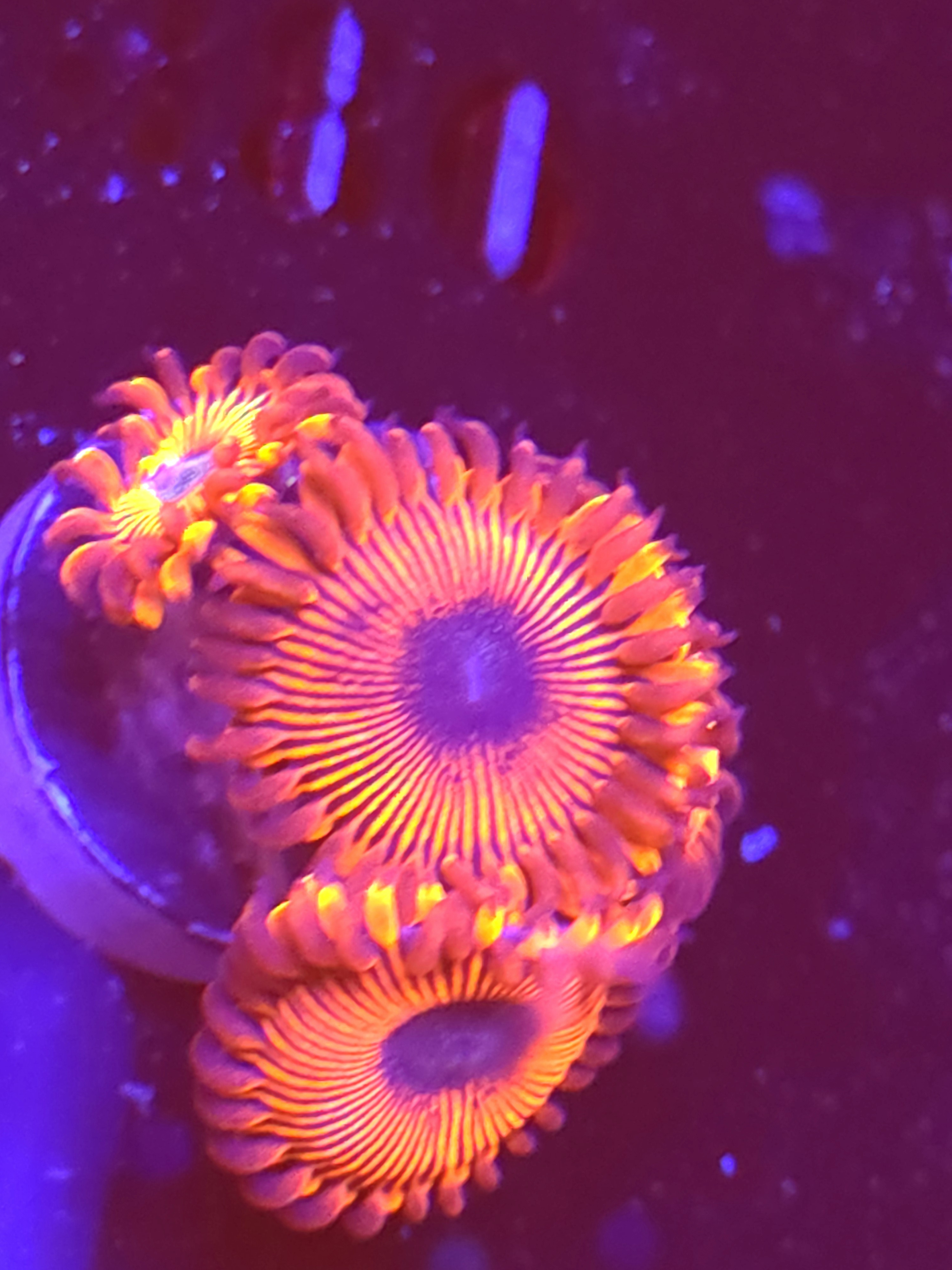 SBB "Mystery Signature" Zoas 4 Polyps