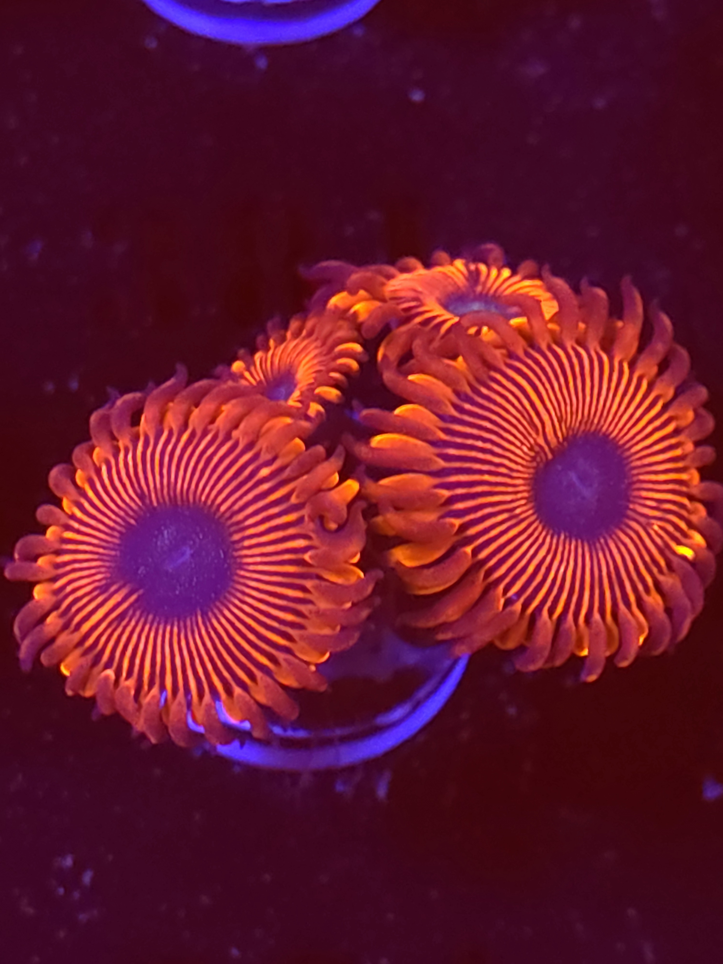 SBB "Magicians" Zoas 4 polyps
