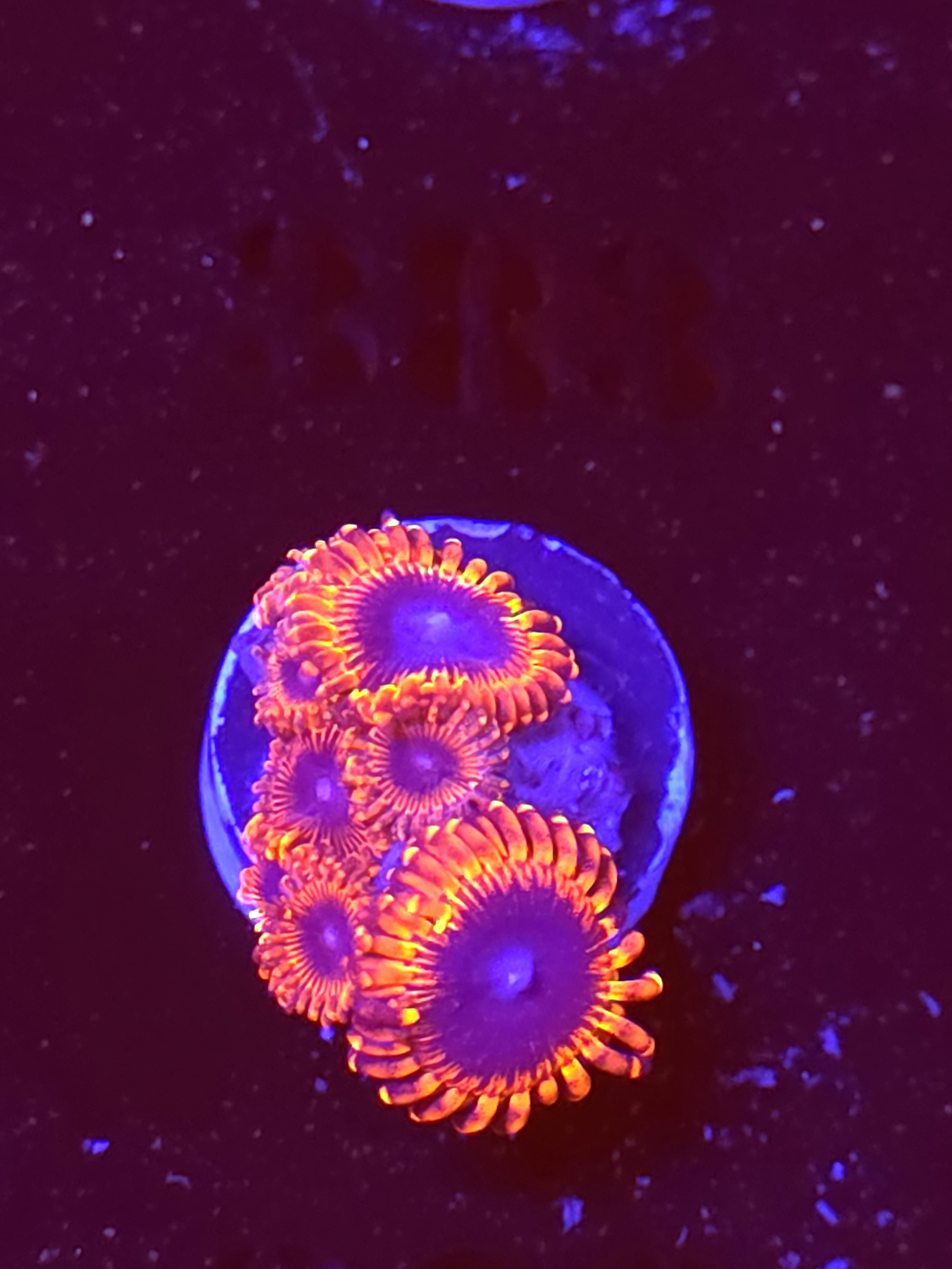 SBB "Magicians" Zoas 4 polyps