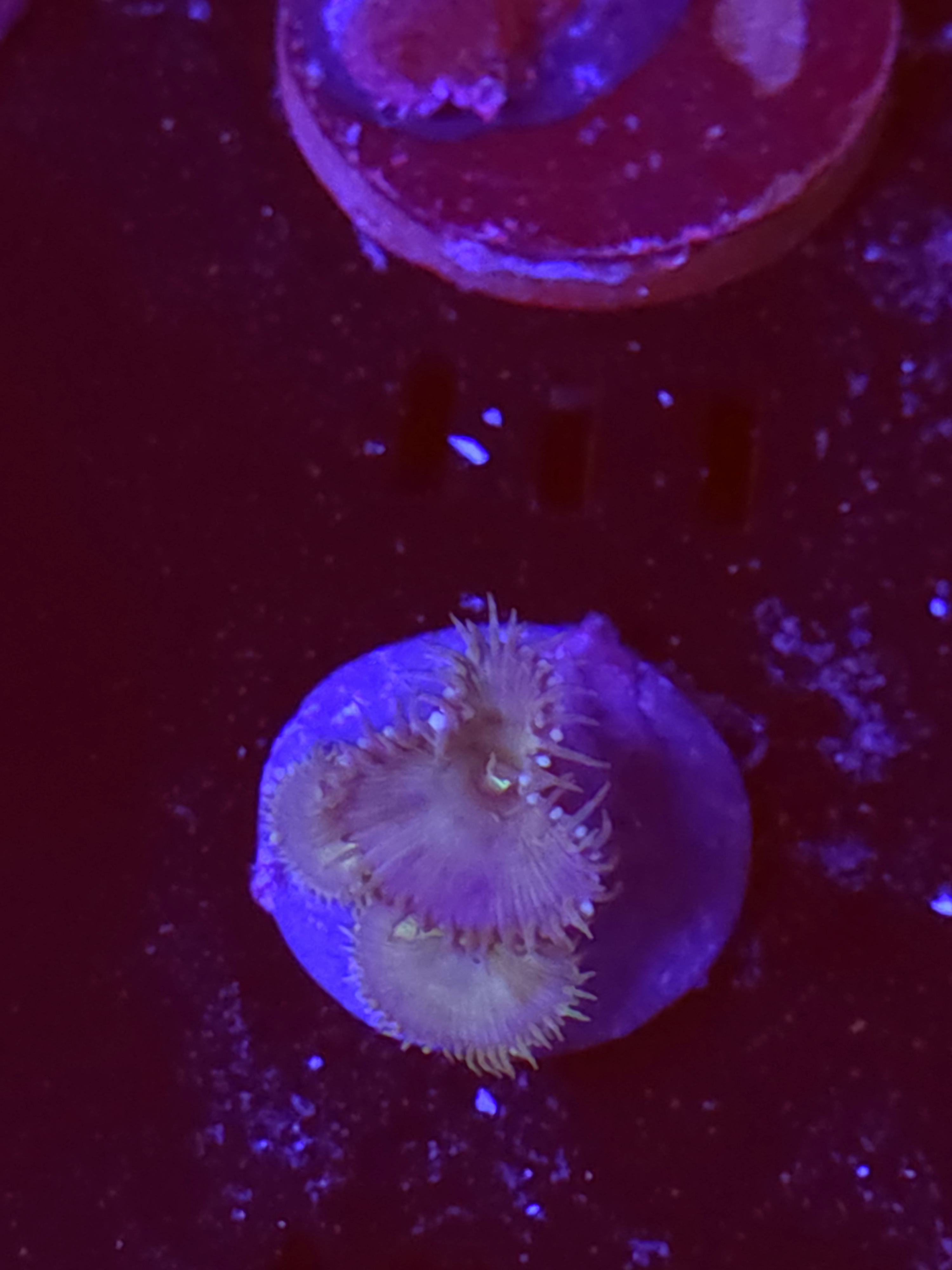 SBB "No Name" Zoas 1 Polyp