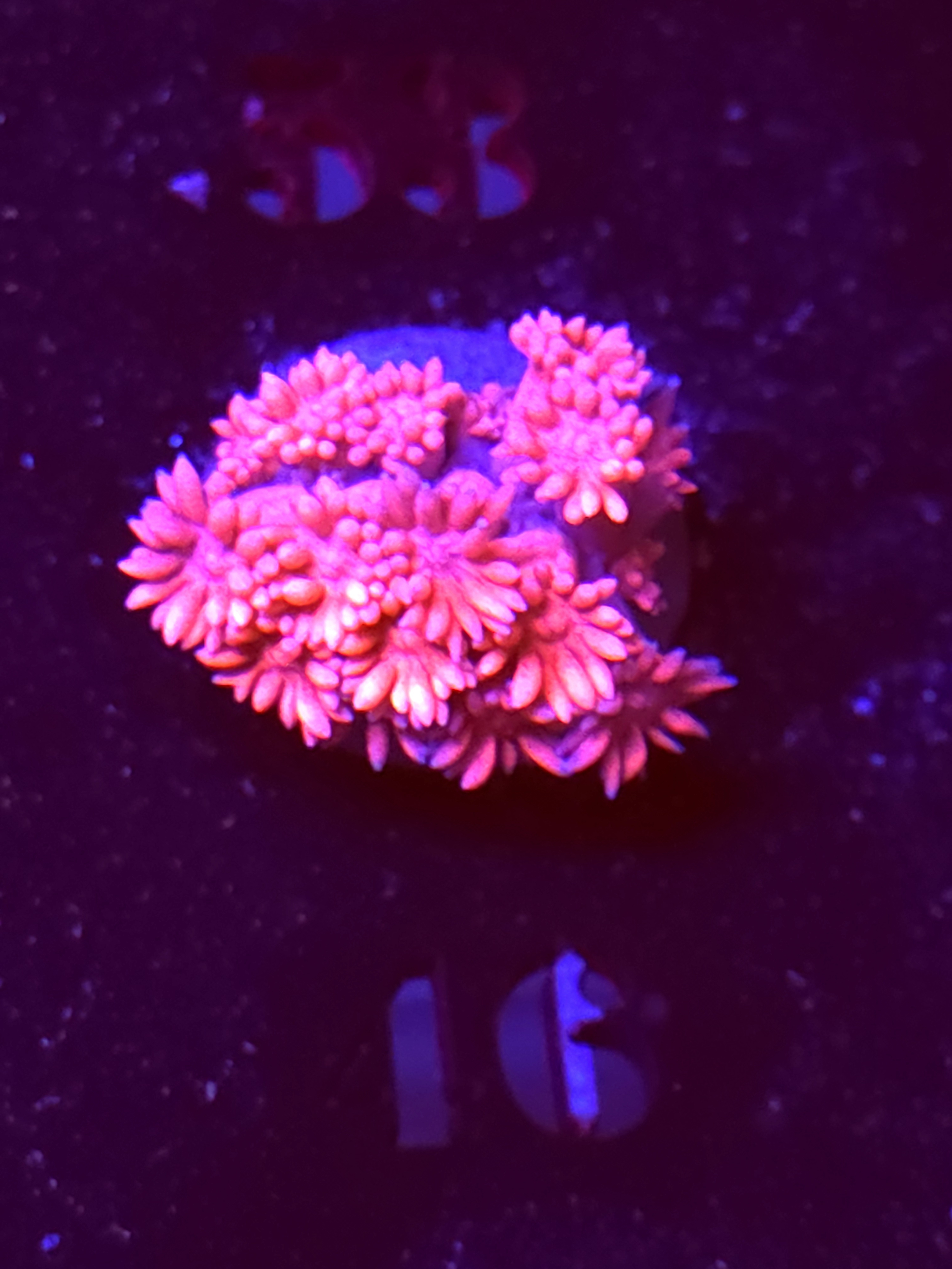 SBB "Pastel Pop" Goni Medium